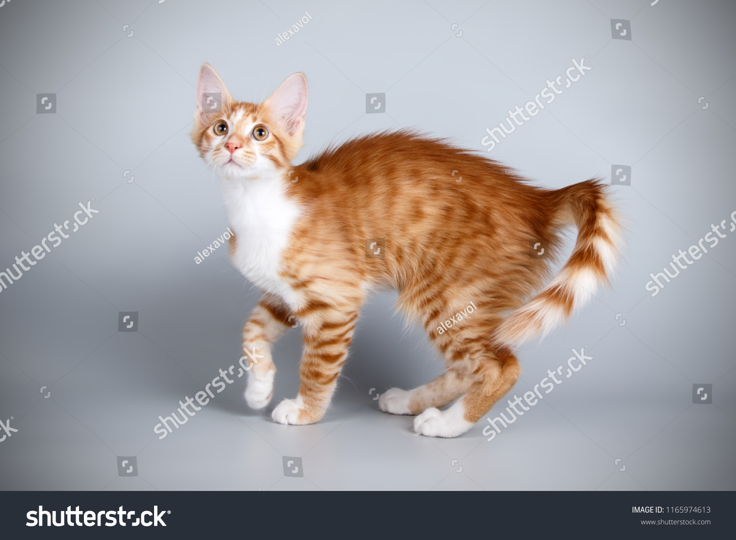 Aphrodite Giant Cat On Colored Backgrounds Animals Wildlife Stock Image 1165974613