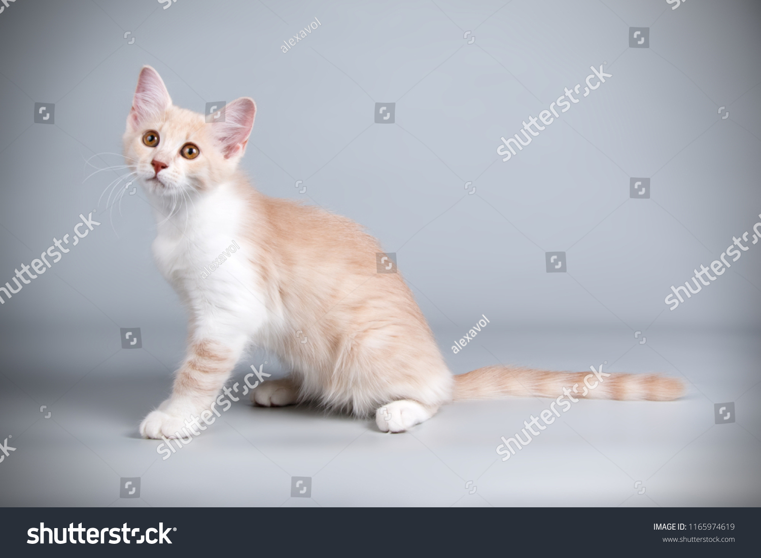 Aphrodite Giant Cat On Colored Backgrounds Stock Photo Edit Now 1165974619