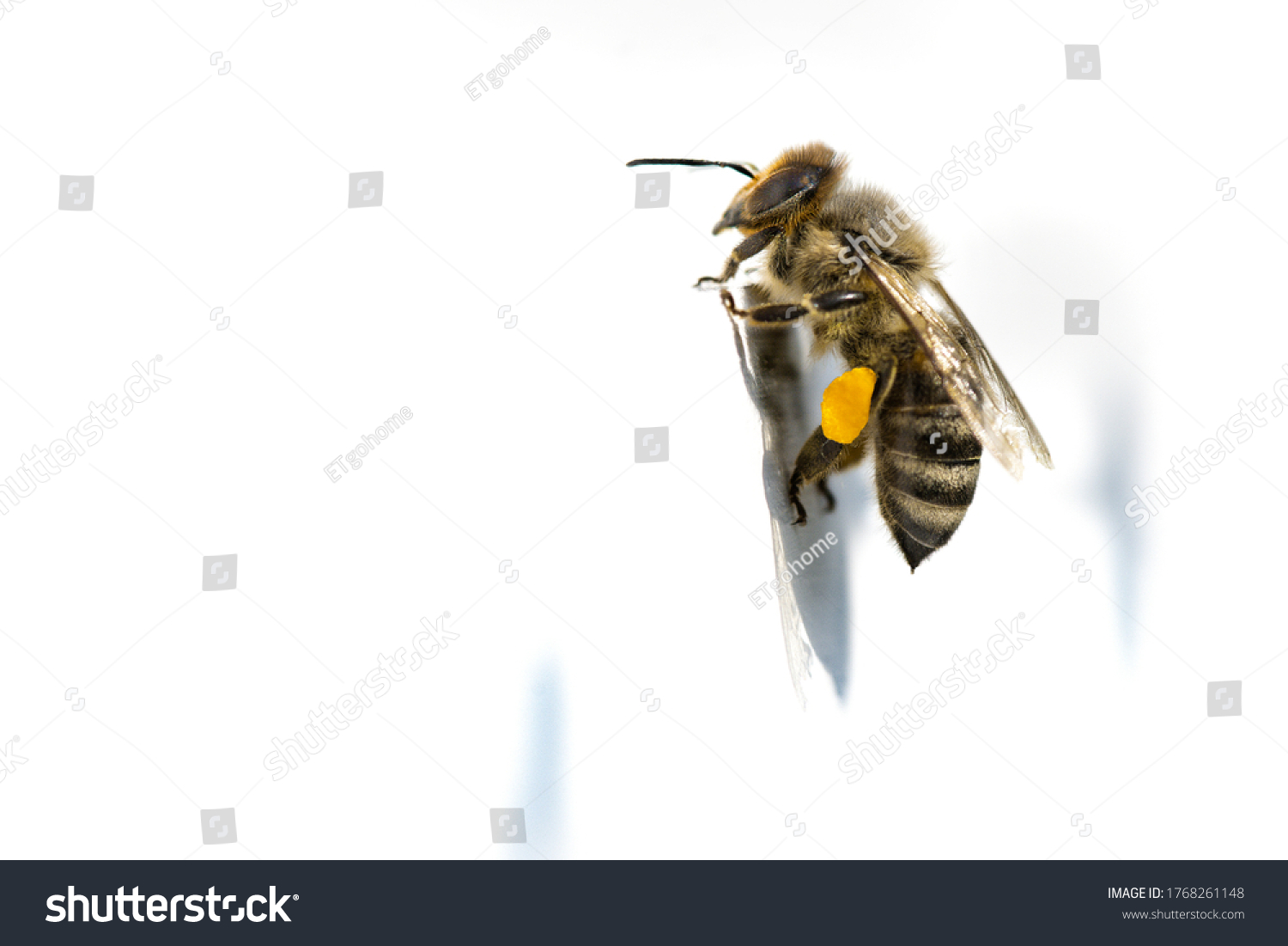 Apis Mellifera Carnica Bees Flight Honeycomb Stock Photo 1768261148