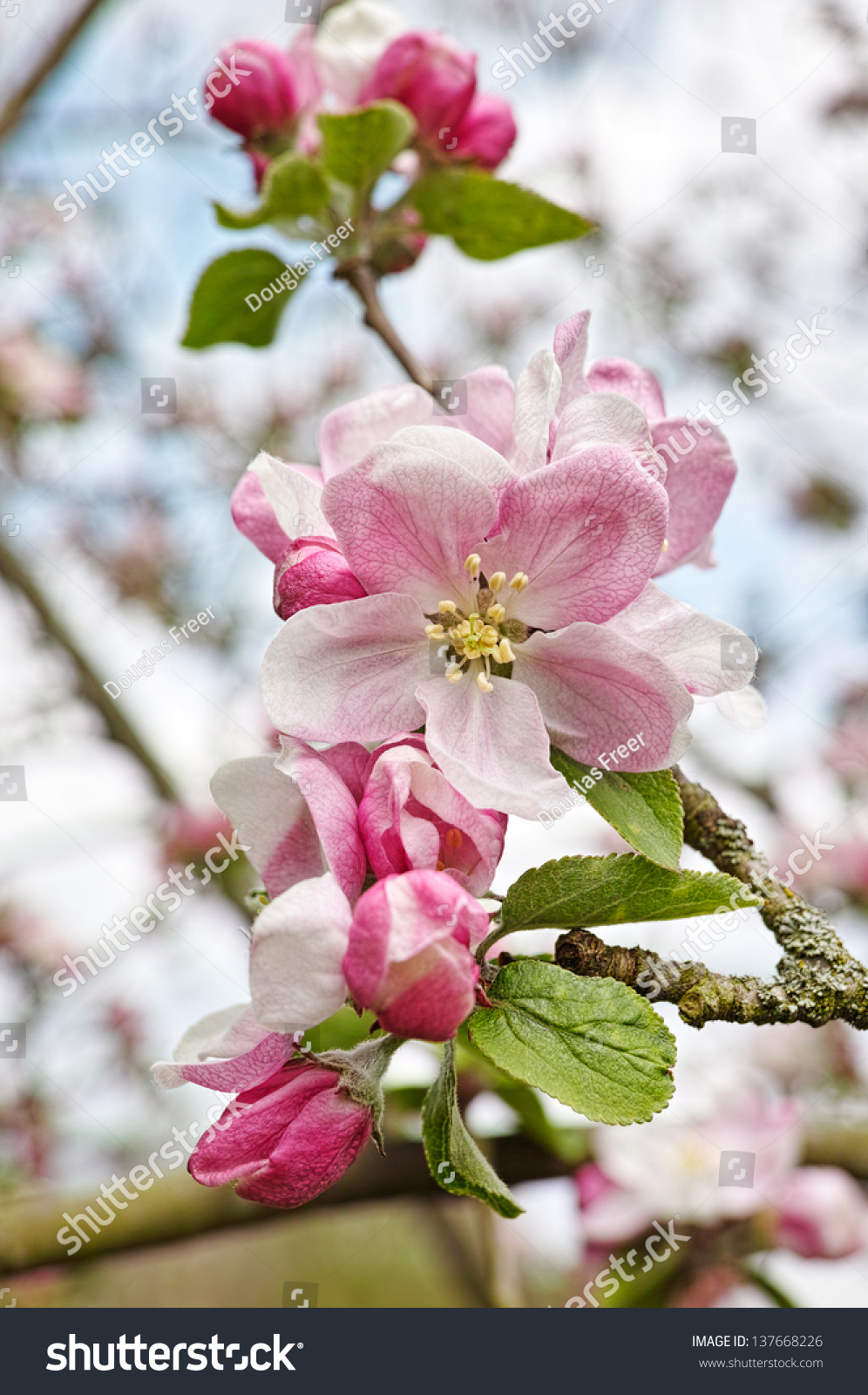 douglas peach blossom