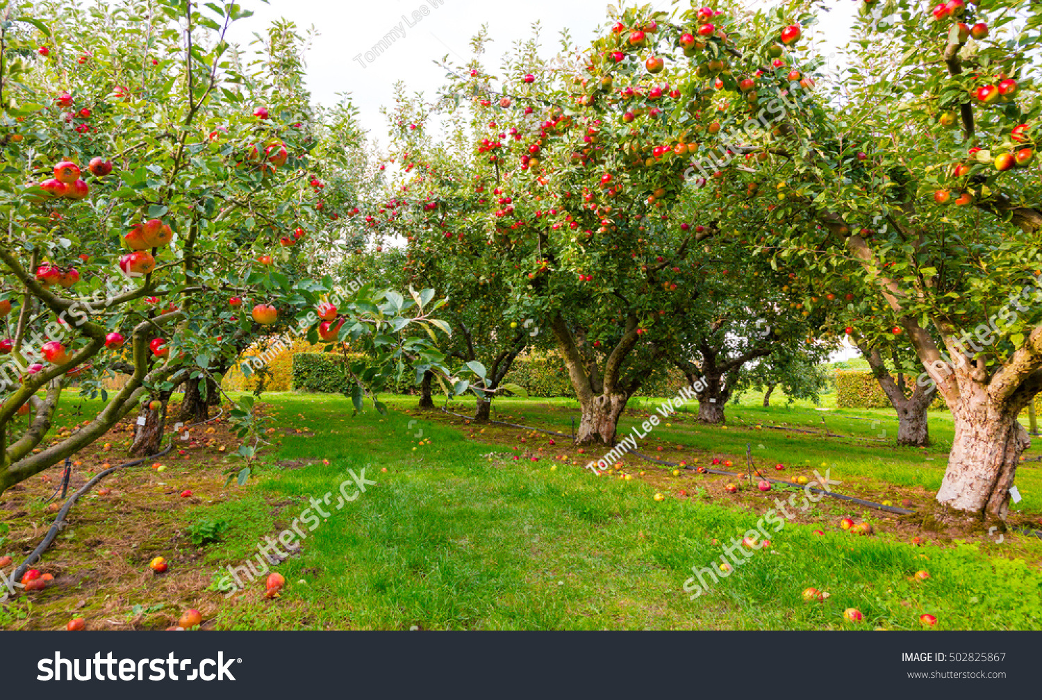 Apple On Trees Orchard Fall Season Stock Photo Edit Now 502825867
