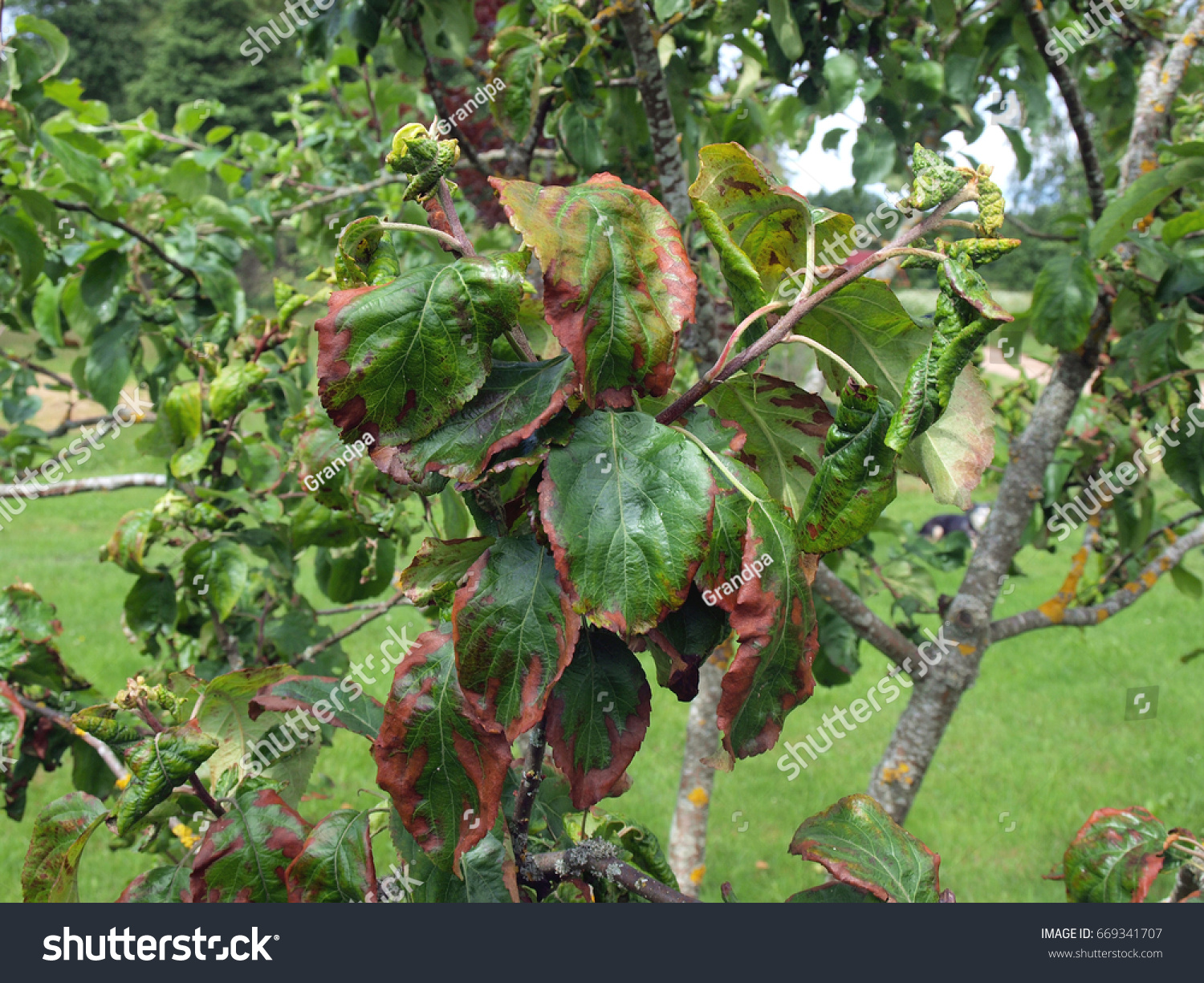 Apple Tree Leaves Brown Spots Edges Stock Photo Edit Now 669341707