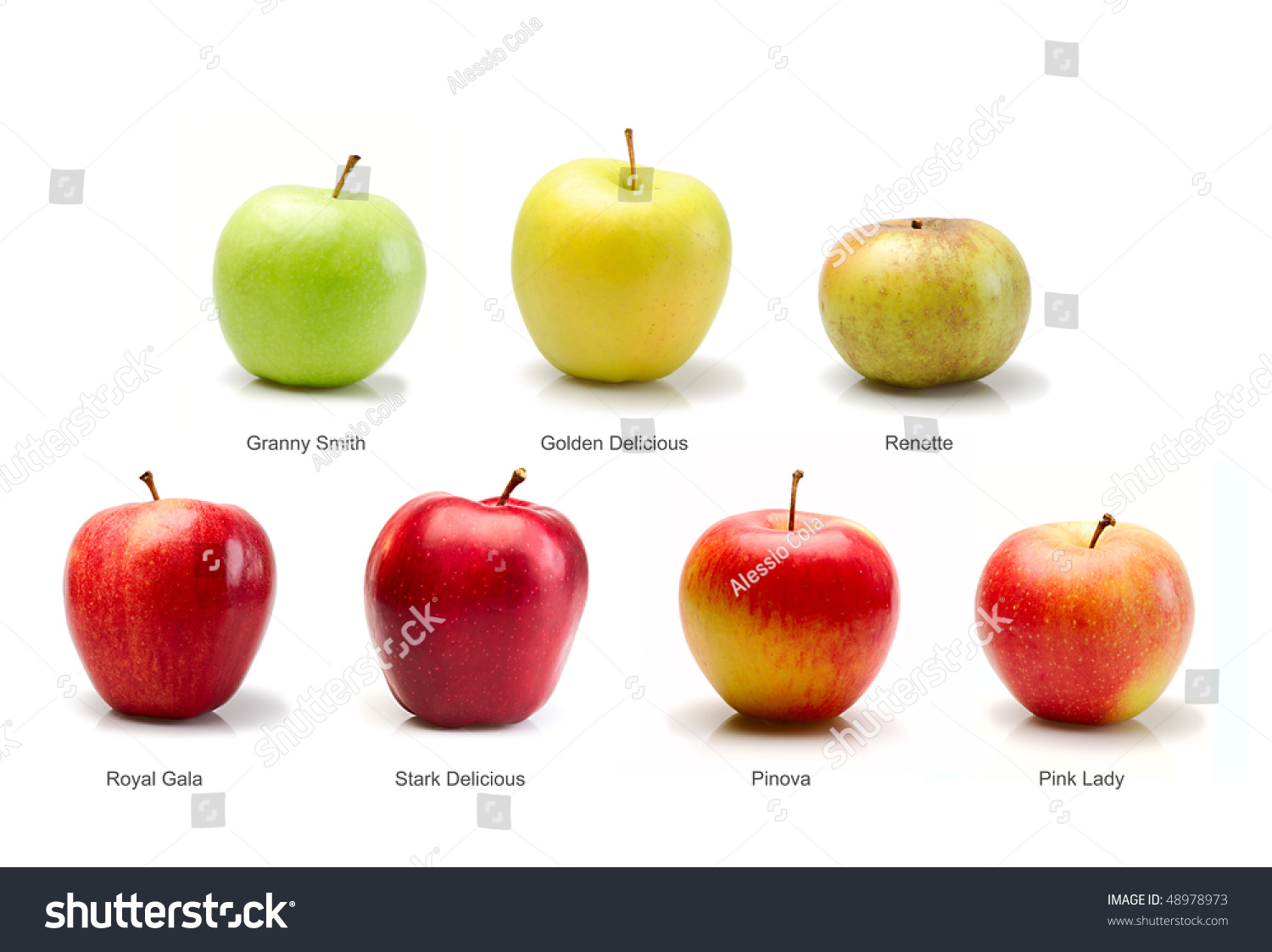 Apples With Description On White Stock Photo 48978973 : Shutterstock