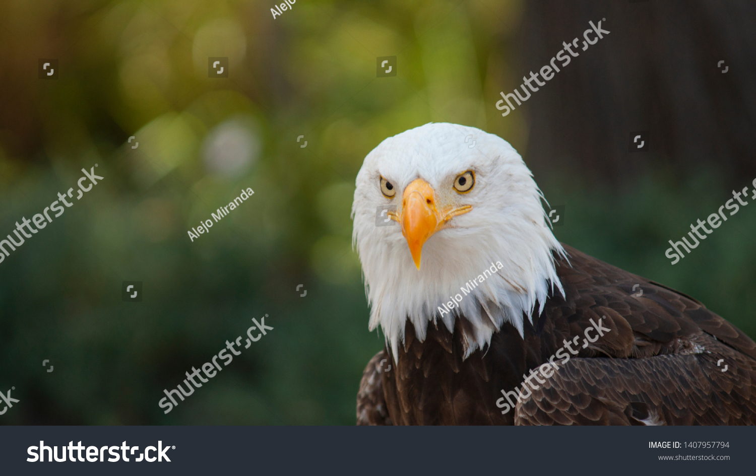 Approach Head Bald Eagle Seen Front Stock Photo 1407957794 | Shutterstock