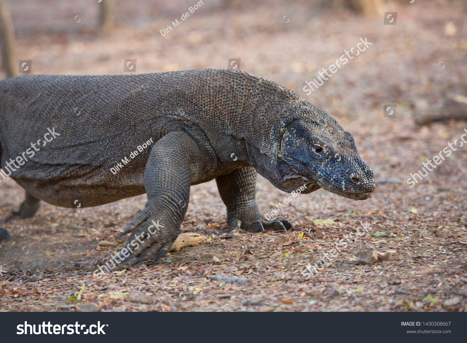 Approaching Komodo Dragon Monitor Varanus Komodoensis Stock Photo (Edit ...