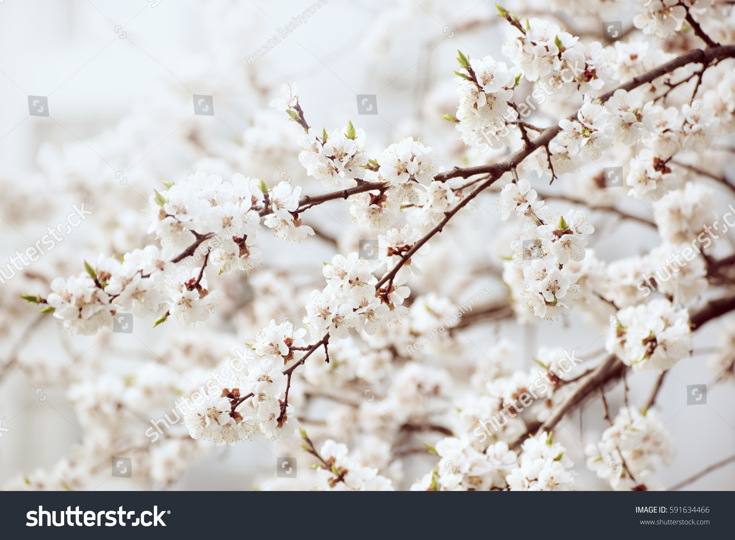 Apricot Tree Flower Buds Blossoms Blooming Stock Photo 591634466 Apricot Tree Flower Buds Blossoms Blooming Stock Photo 591634466