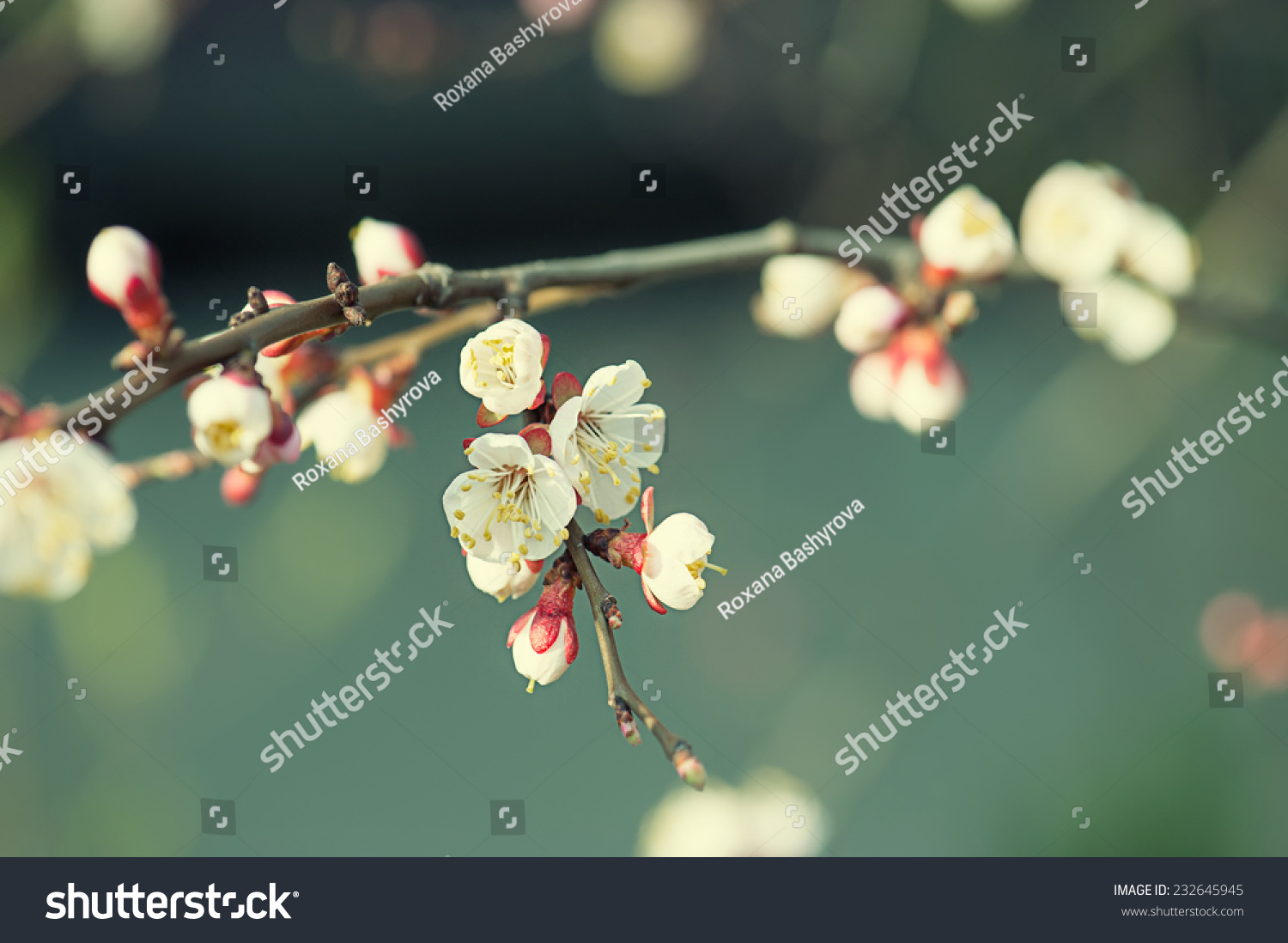 Apricot Tree Flower With Buds Blooming At Sptingtime Vintage Retro Floral Background Apricot Tree Flower With Buds Blooming At Sptingtime Vintage Retro Floral Background