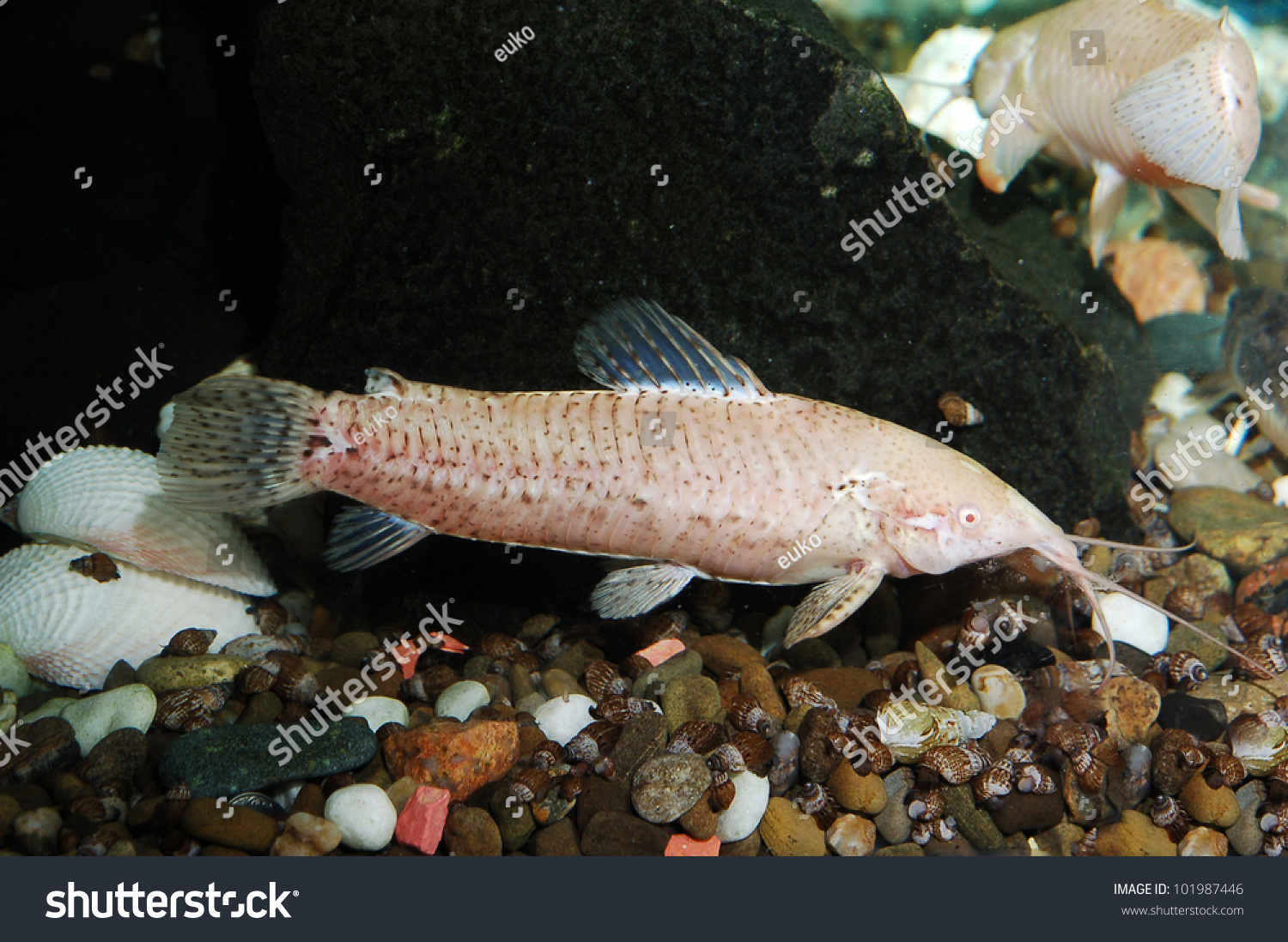 white catfish aquarium