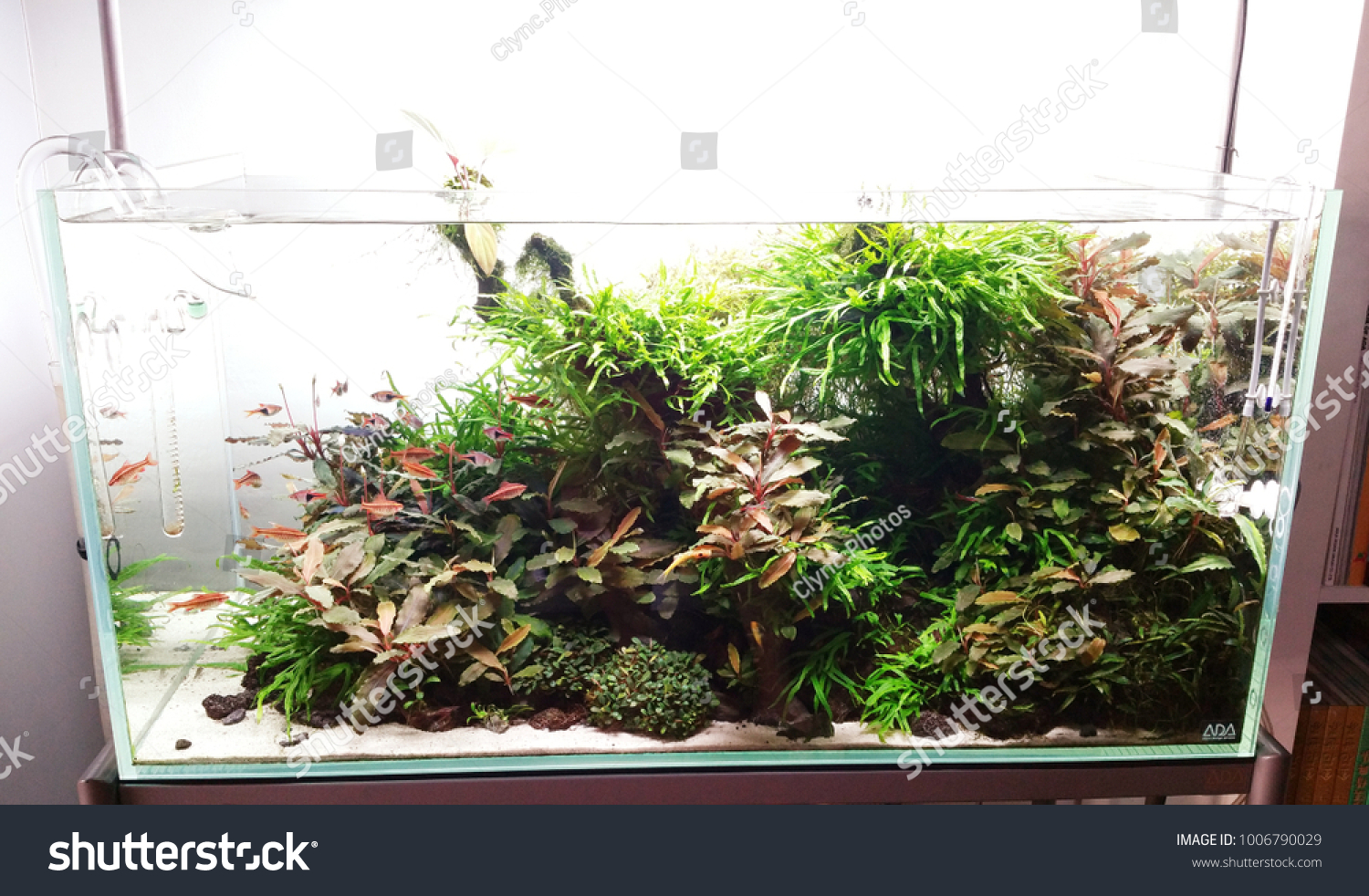 Aquascape Aquarium Set Specialty Store Kuala Stock Photo Edit Now 1006790029