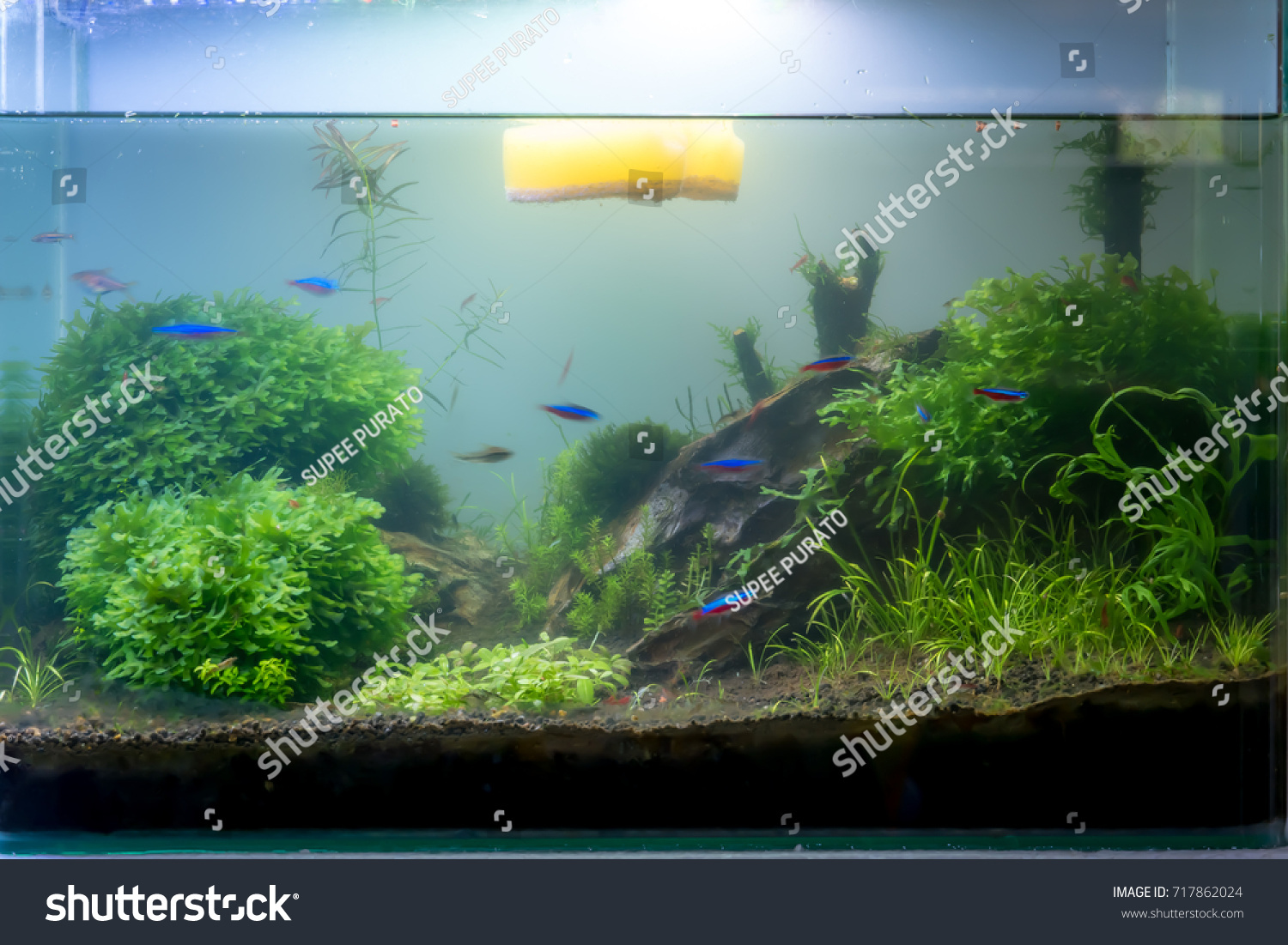 Aquascape Underwater Plantsneon Fish Dragon Stone Stock Photo Edit Now 717862024