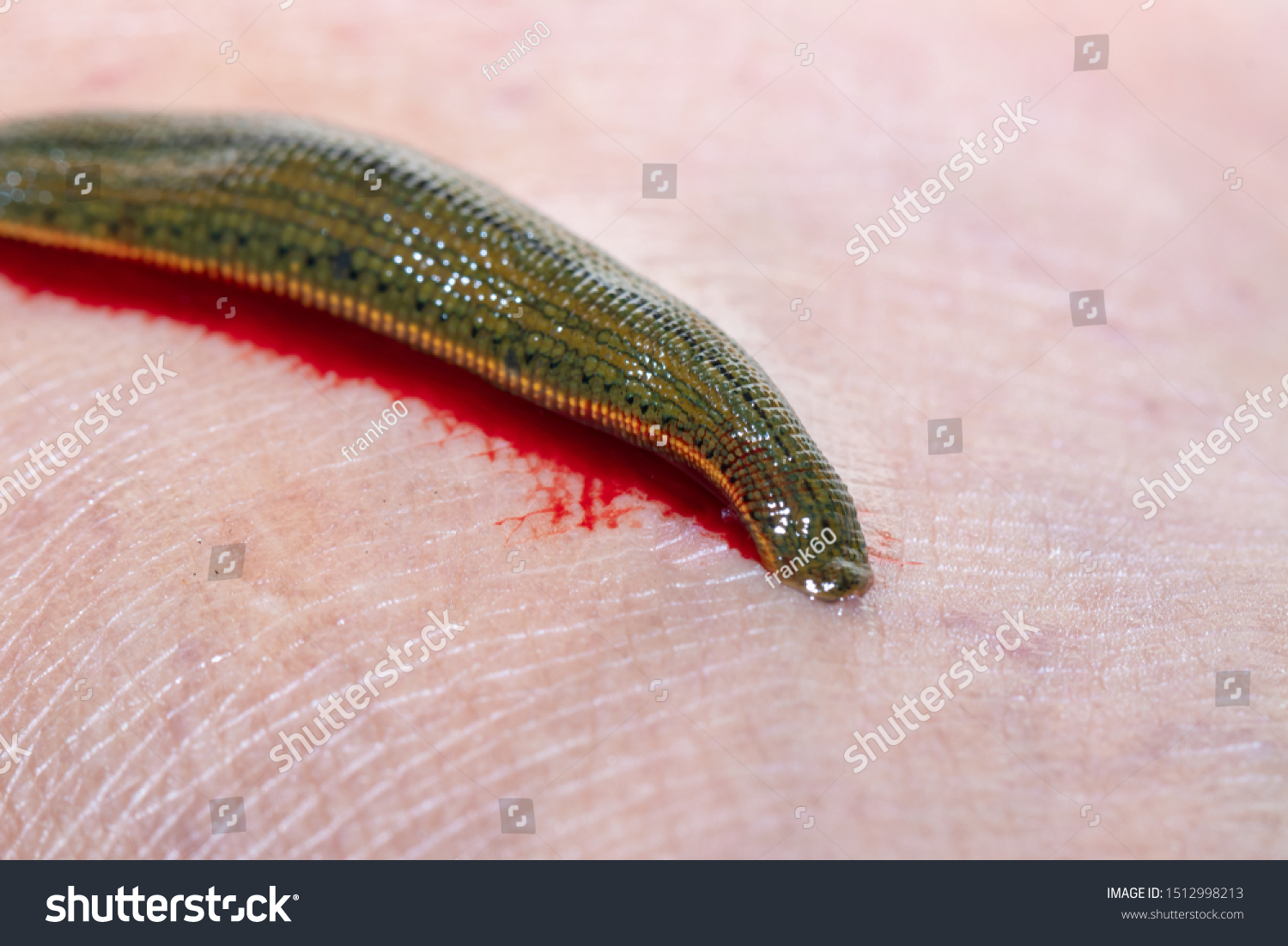 Blood Sucker Images Stock Photos Vectors Shutterstock