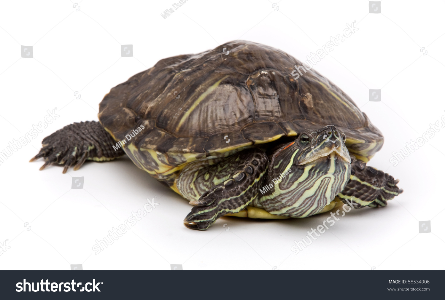 Aquatic Turtle Isolated On White Stock Photo 58534906 - Shutterstock