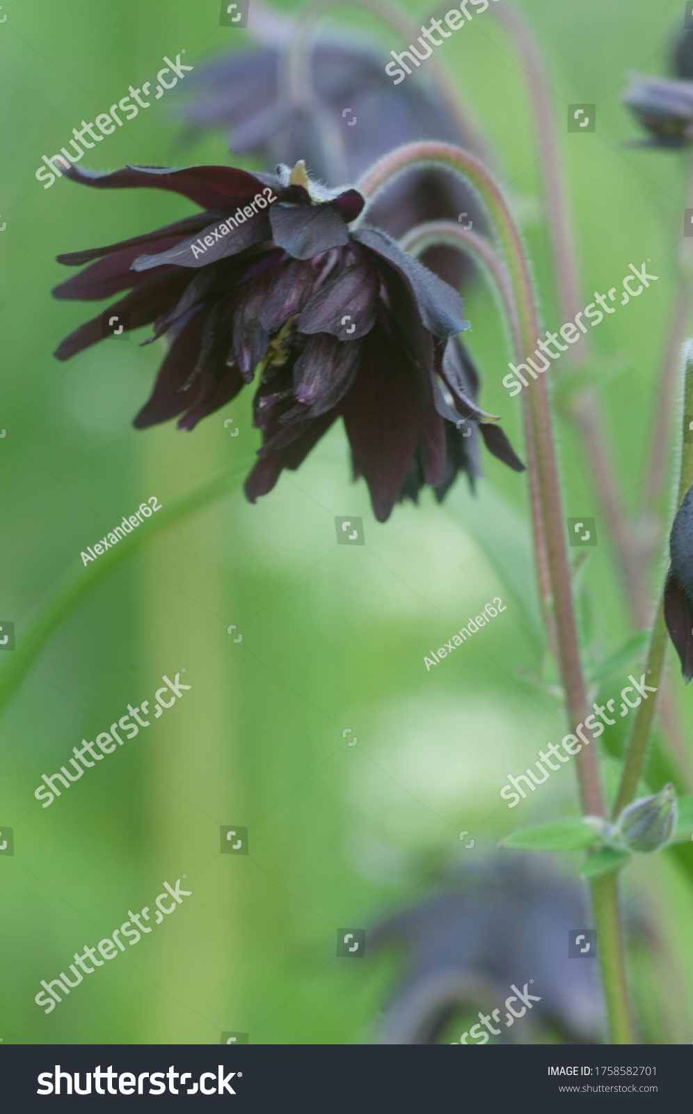 presque noir fleurs Aquilegia 'Barlow noir" 20 graines Granny's Bonnet-double 