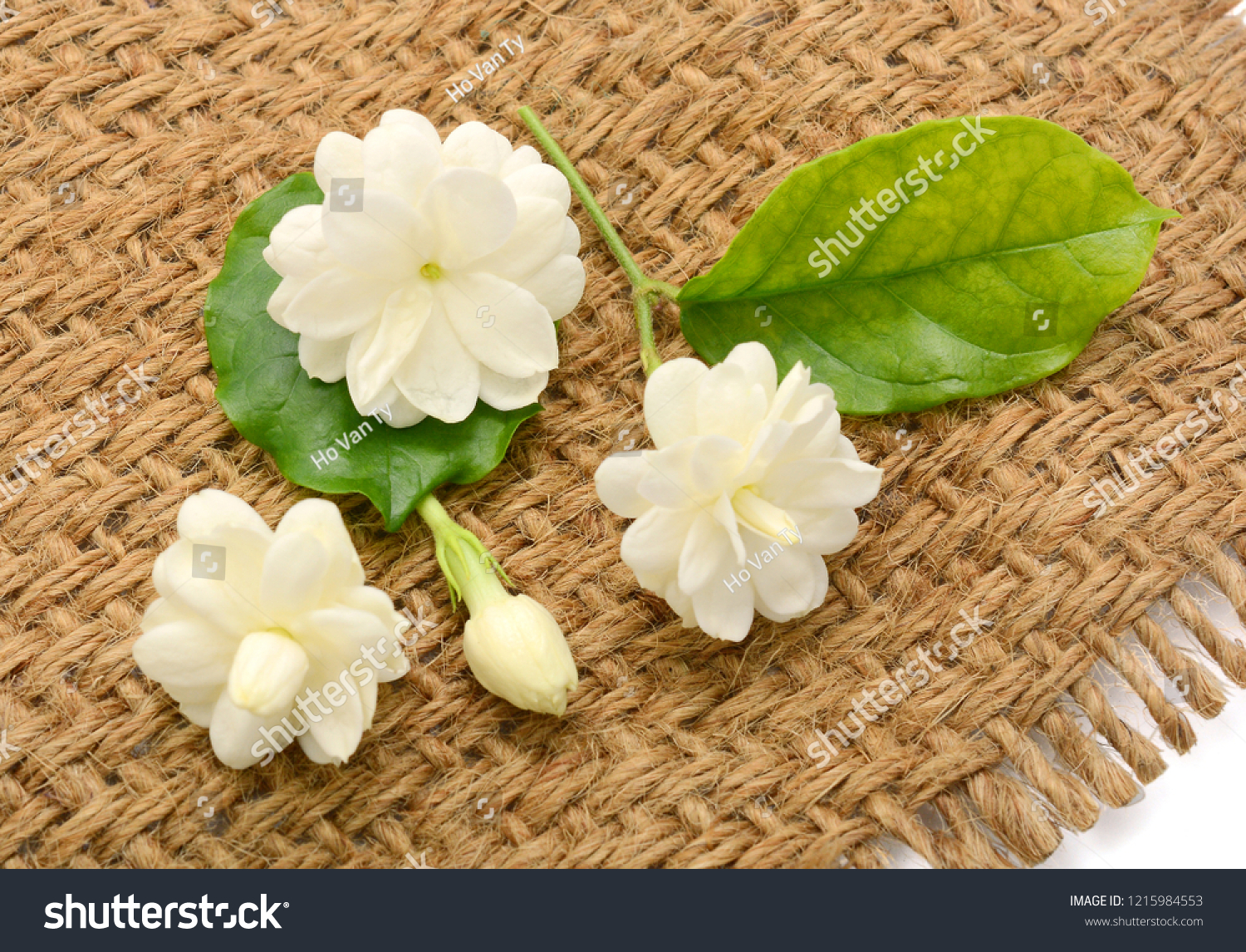 Arabian Jasmine Jasminum Sambac Flower Leaves Stock Photo Edit Now 1215984553