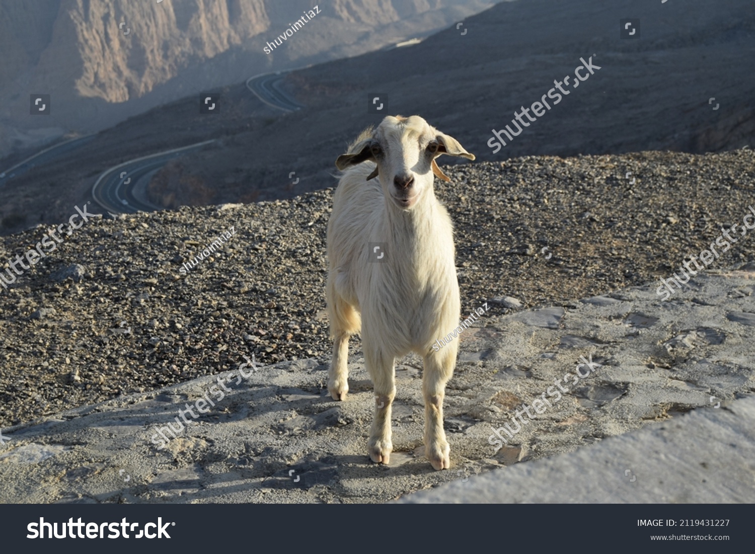 6829 Arabian Goats Images Stock Photos And Vectors Shutterstock