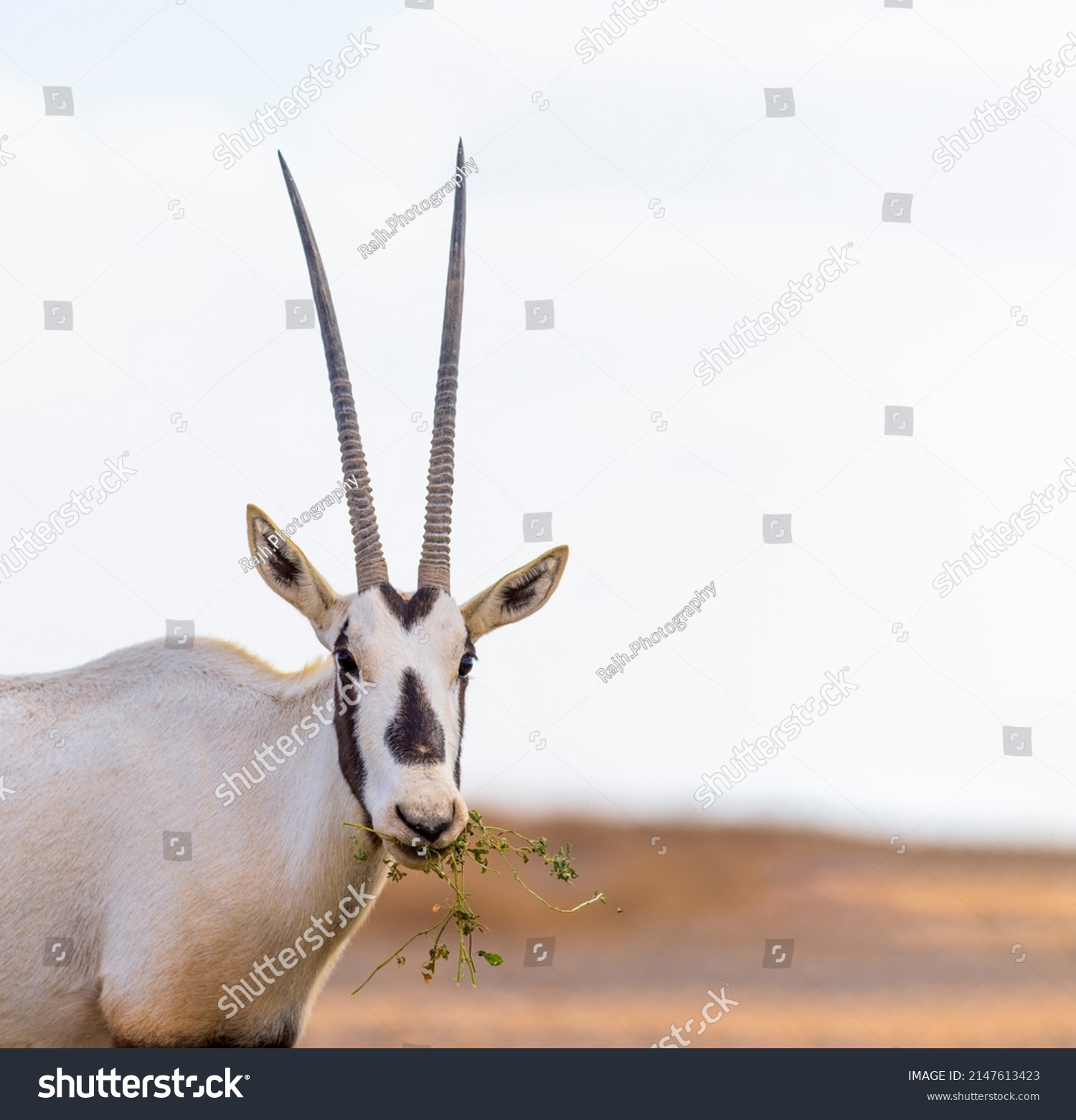 Arabian Oryx Endangered Species Desert Jordan Stock Photo 2147613423