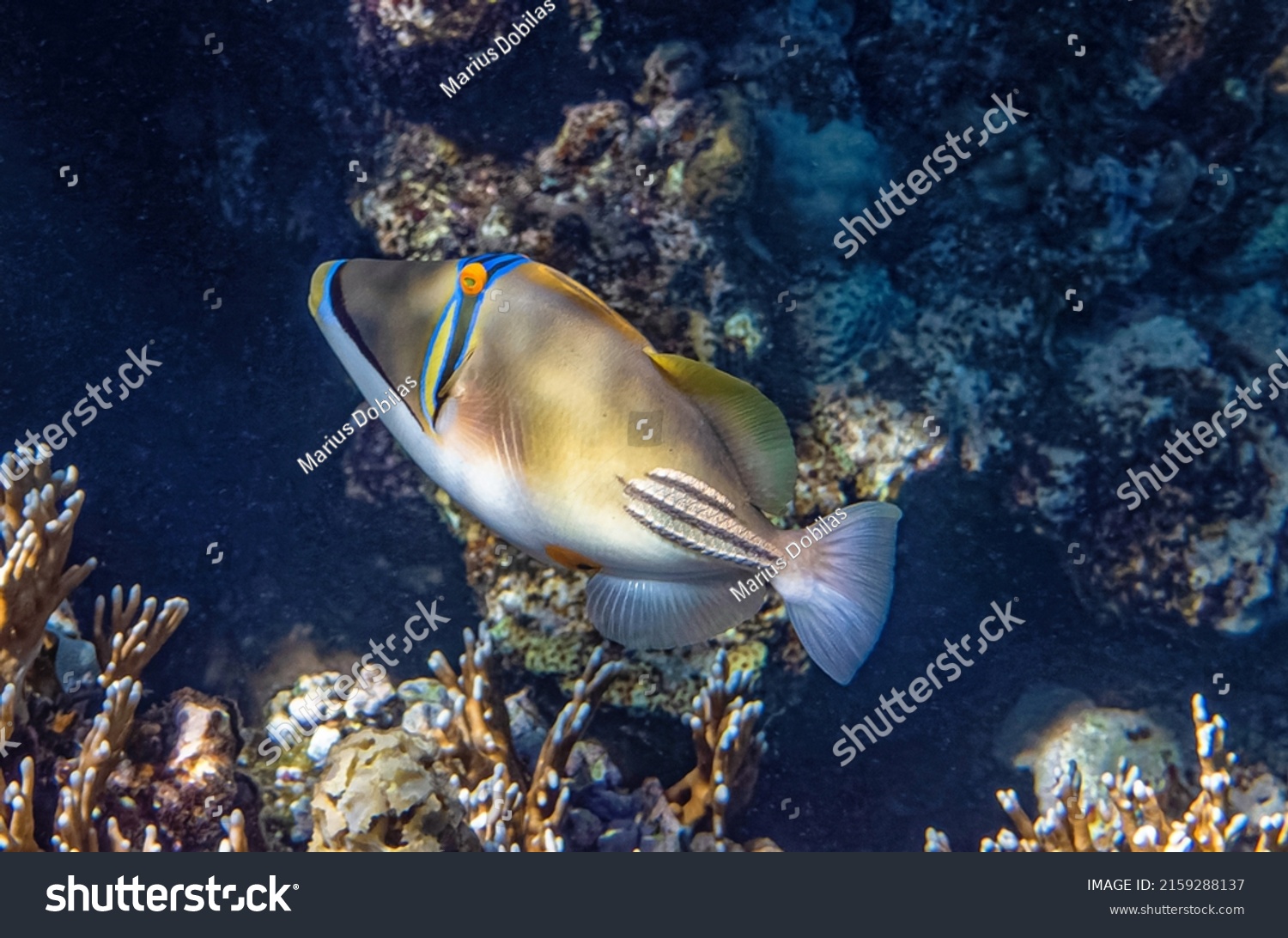 Arabian Picasso Trigger Fish Red Sea Stock Photo 2159288137 | Shutterstock