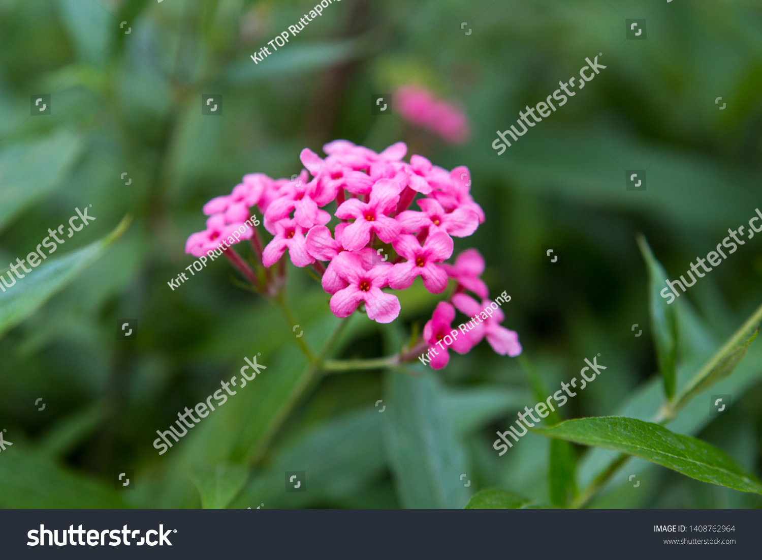 Arachnothryx Leucophylla Panama Rose Evergreen Shrub Stock Photo ...