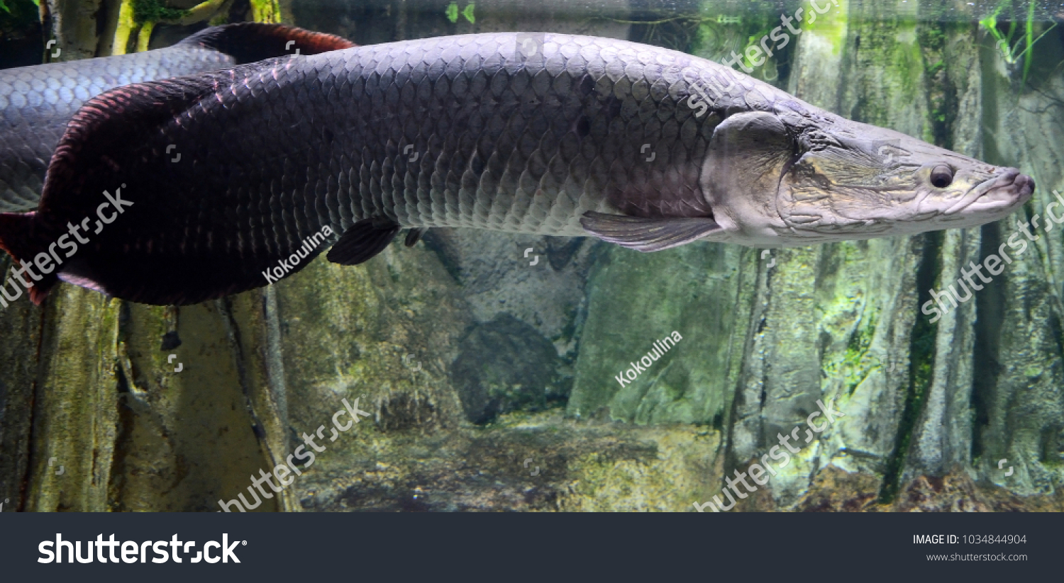 Arapaima Fish Biggest Freshwater Fish Amazon Stock Photo Edit Now