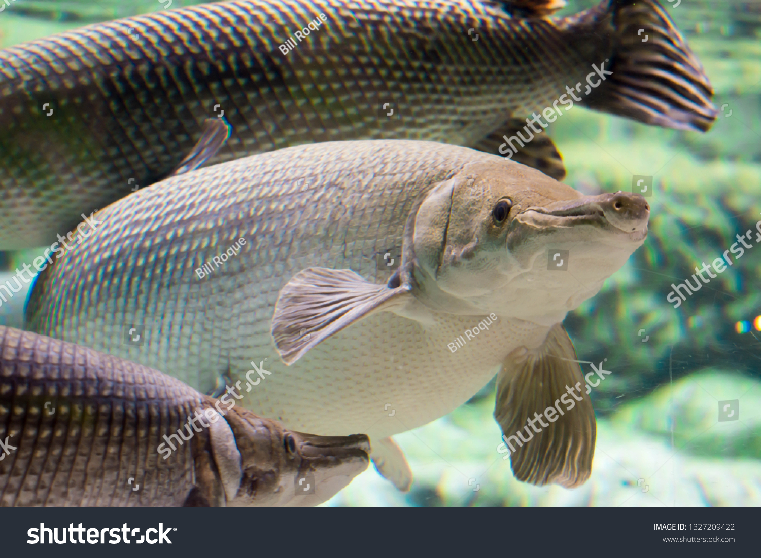 Arapaima Gigas Known Pirarucu Species Arapaima Stock Photo 1327209422 ...