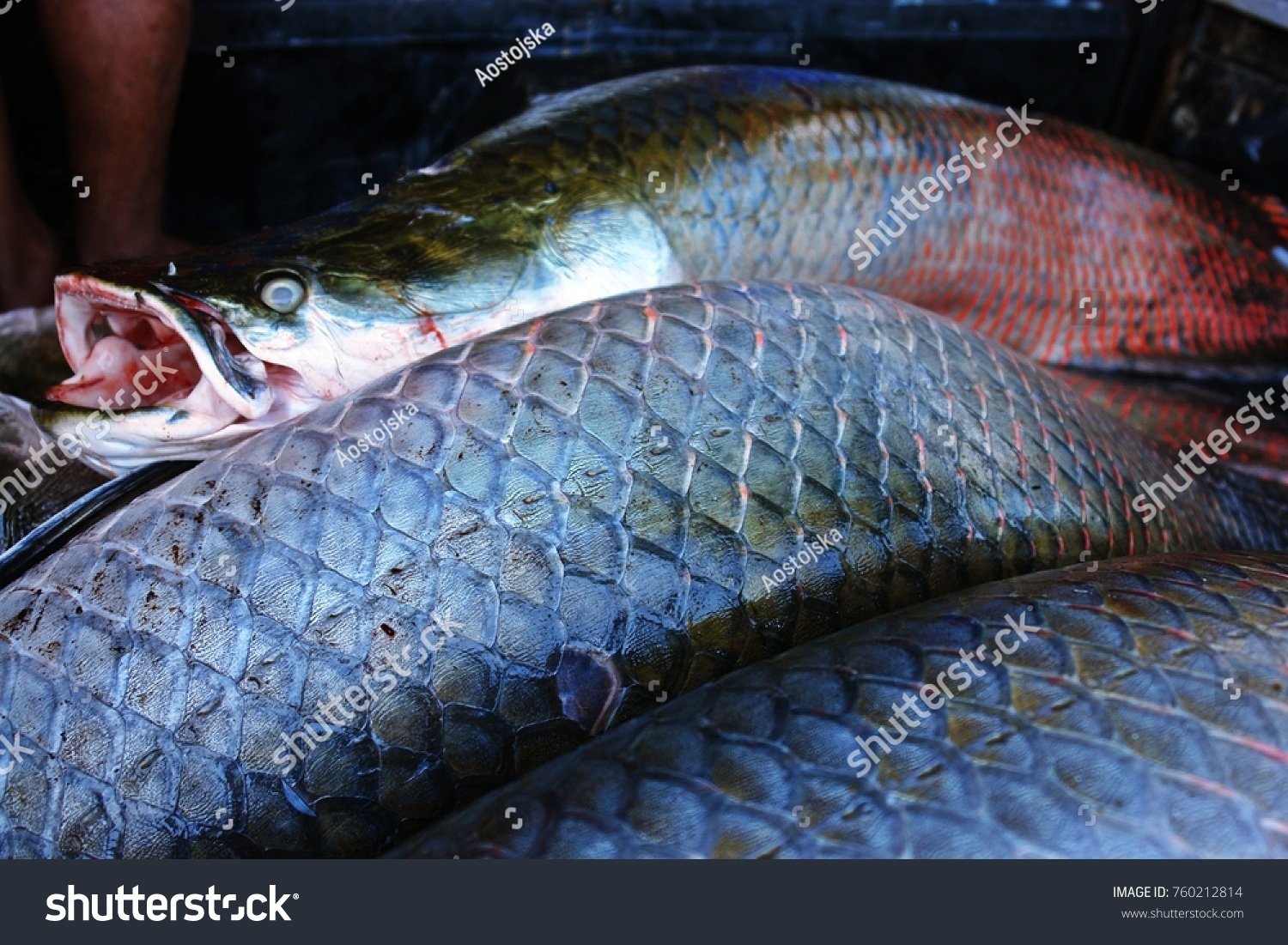 Arapaima Pirarucu Fish Fresh Water Amazon Stock Photo Edit Now