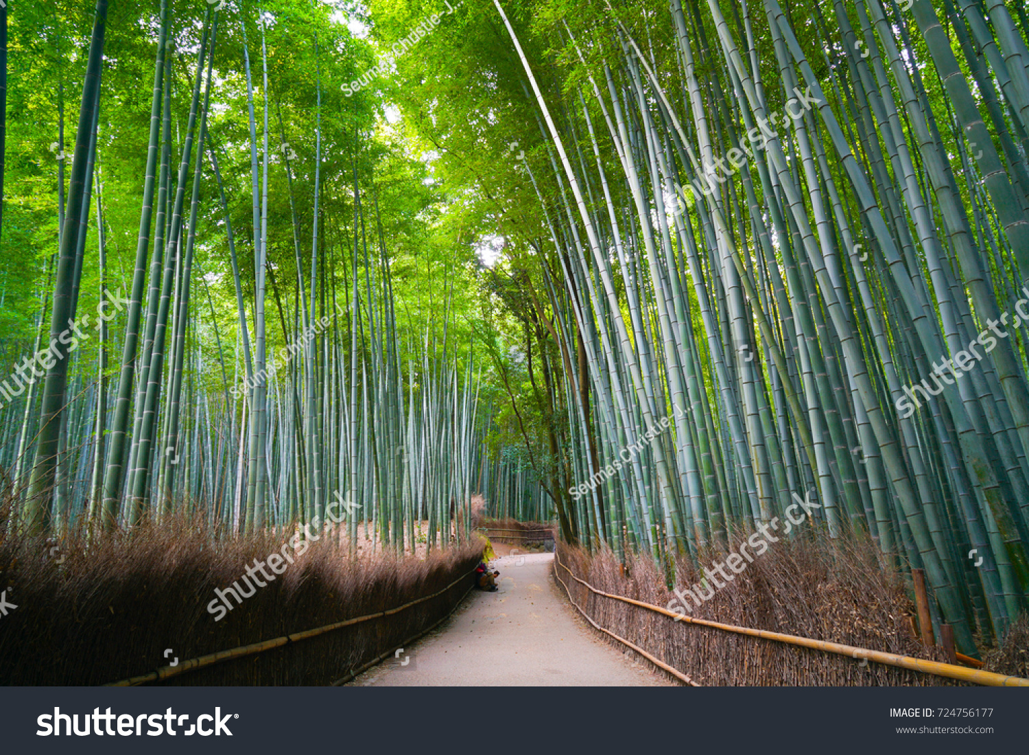 Arashiyama Bamboo Forest Kyoto Japan Stock Photo Edit Now Arashiyama Bamboo Forest Kyoto Japan Stock Photo Edit Now