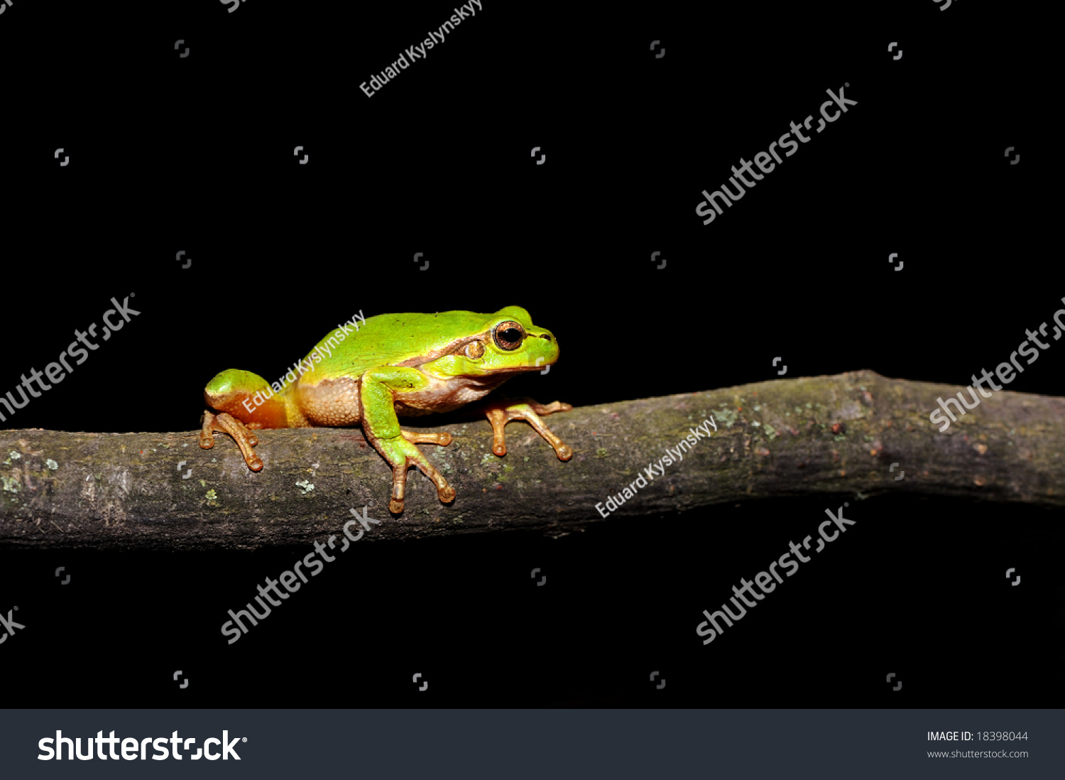 Arboreal Frog Stock Photo 18398044 | Shutterstock