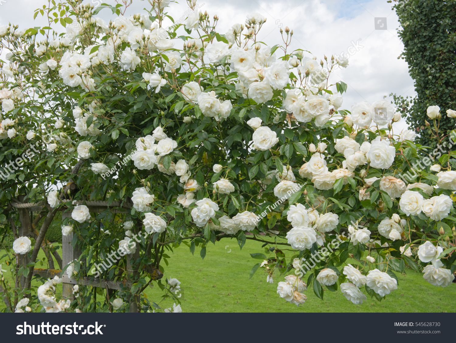Arch White Climbing Roses Rosa Country Stock Photo Edit Now 545628730
