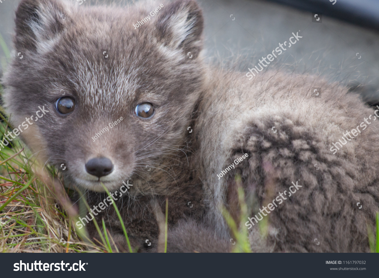Arctic Fox Cub Barentsburg Svalbard Norway Stock Photo Edit Now