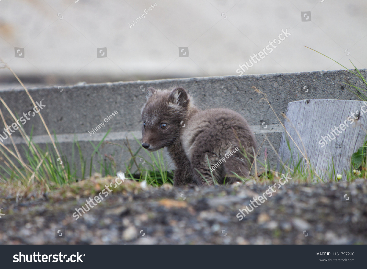 Arctic Fox Cub Barentsburg Svalbard Norway Stock Photo Edit Now