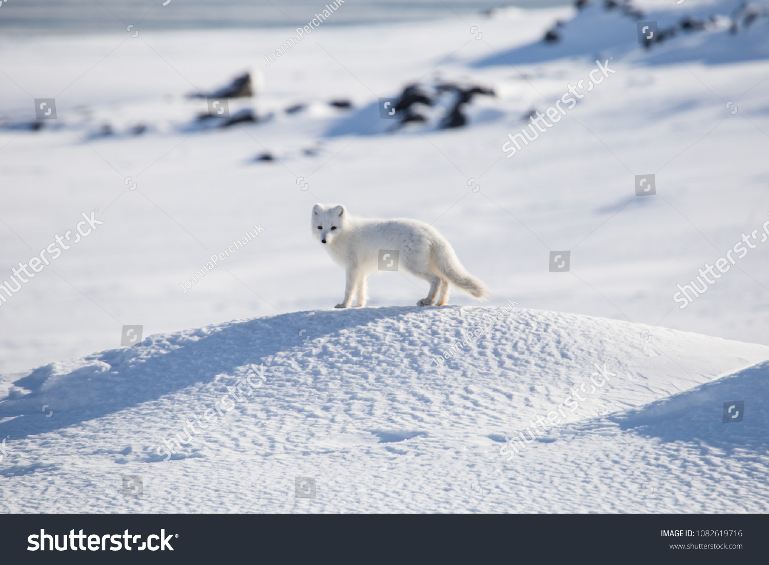 スピツベルゲン 北極狐 の写真素材 今すぐ編集
