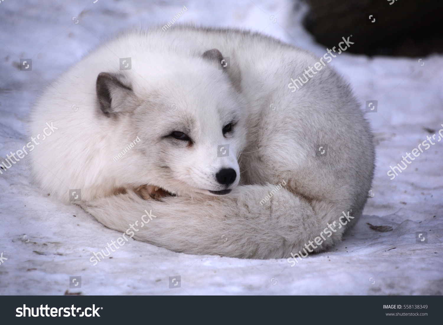 白狐 白狐 白狐 雪狐とも呼ばれる北極のキツネは 北半球の北極地方原産で 北極ツンドラ生物群系全域でよく見られる小さなキツネである の写真素材 今すぐ編集