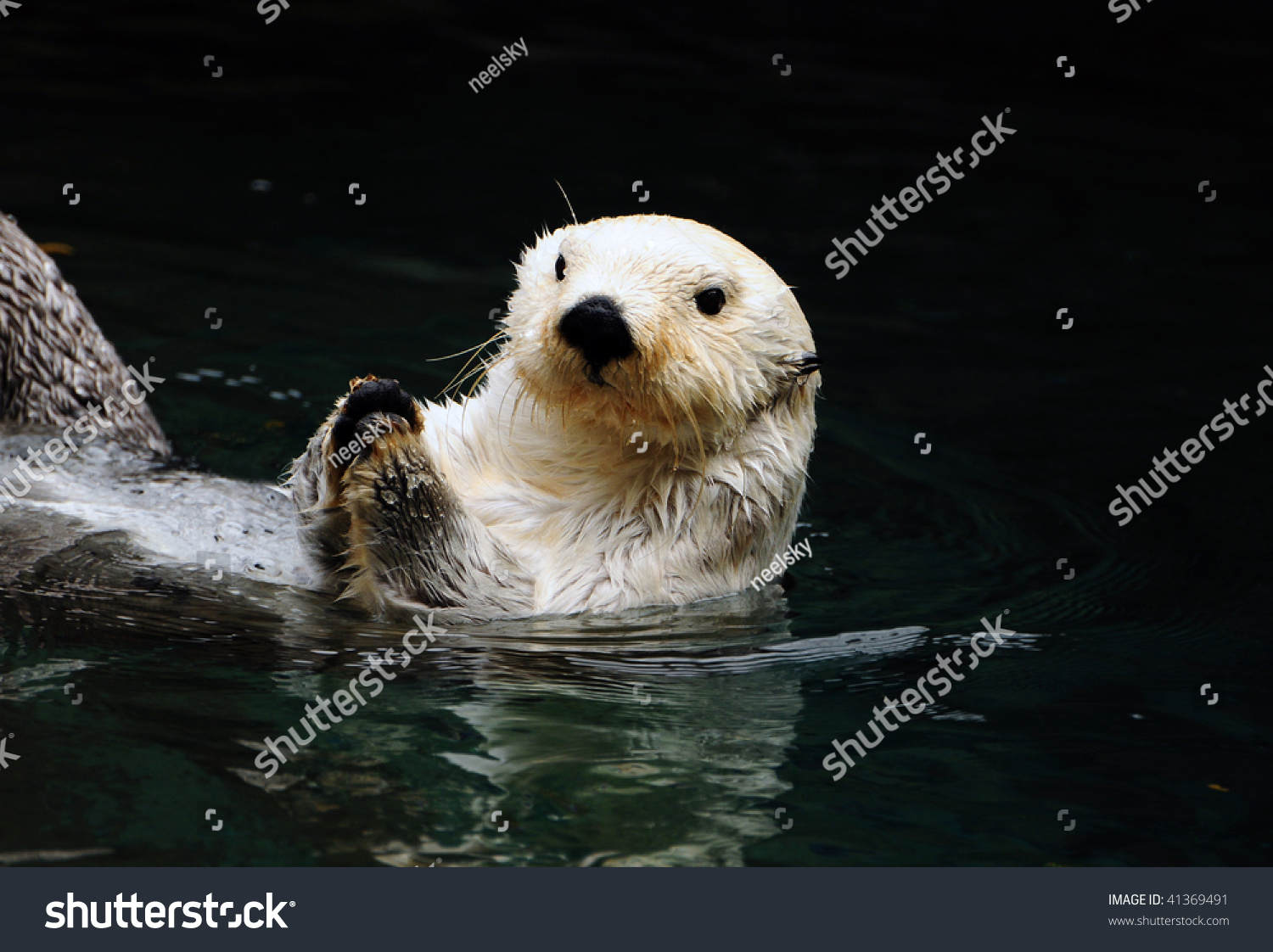 Arctic White Otter Breaking Clam Shells With Paws Before Eating Them ...