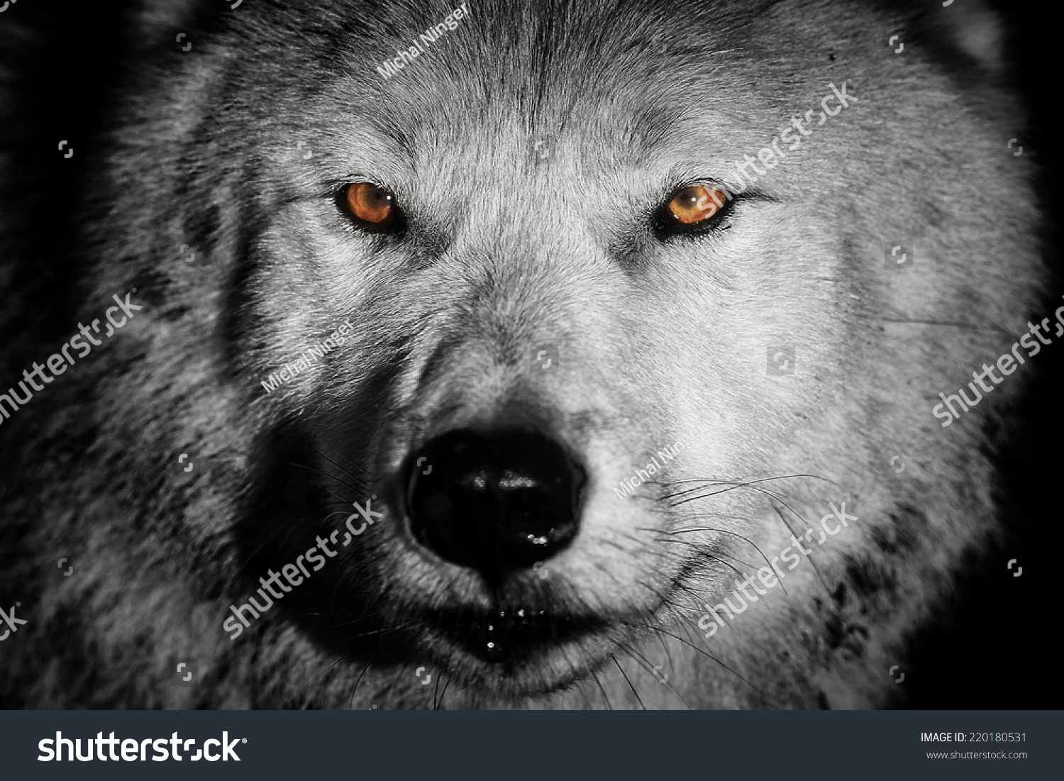 Arctic Wolf In Detail Black And White Stock Photo 220180531 : Shutterstock