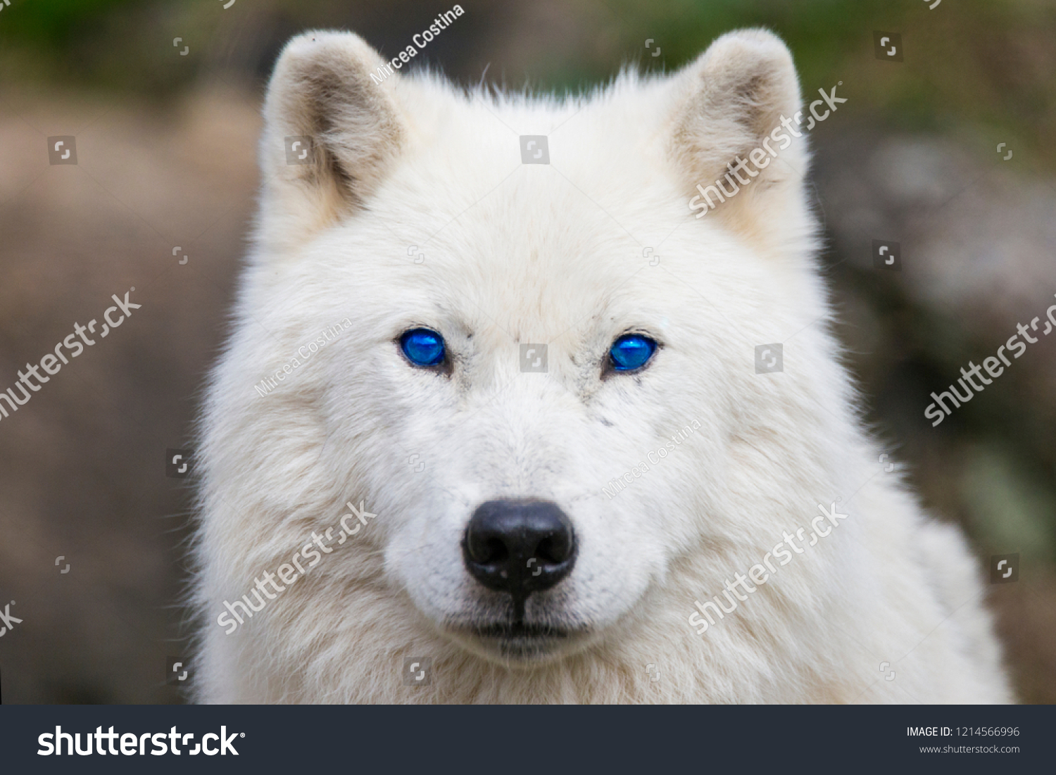 Arctic Wolf Blue Eyes Portrait Stock Photo 1214566996 | Shutterstock