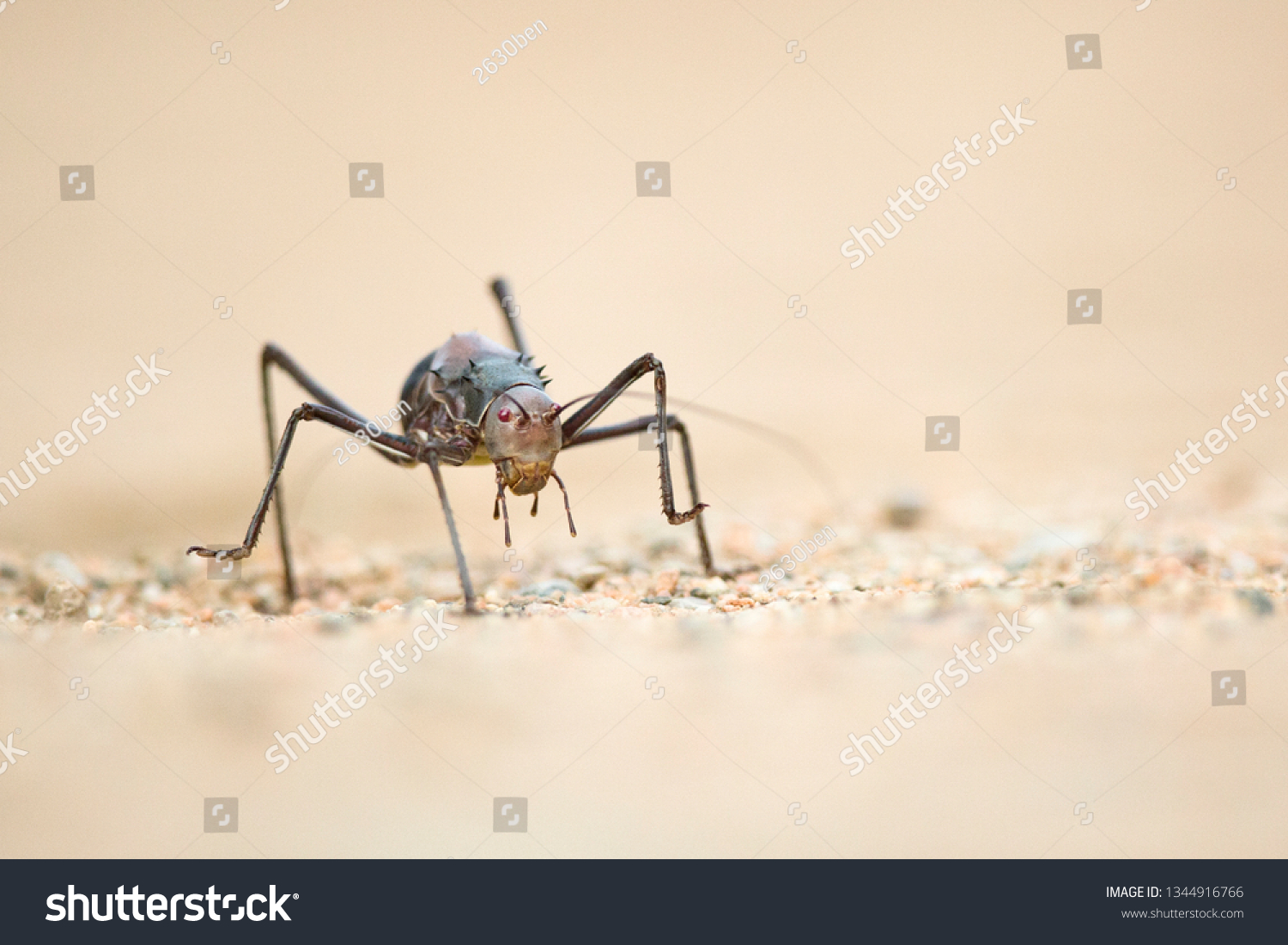 Armour Plated Cricket Stock Photo 1344916766 | Shutterstock