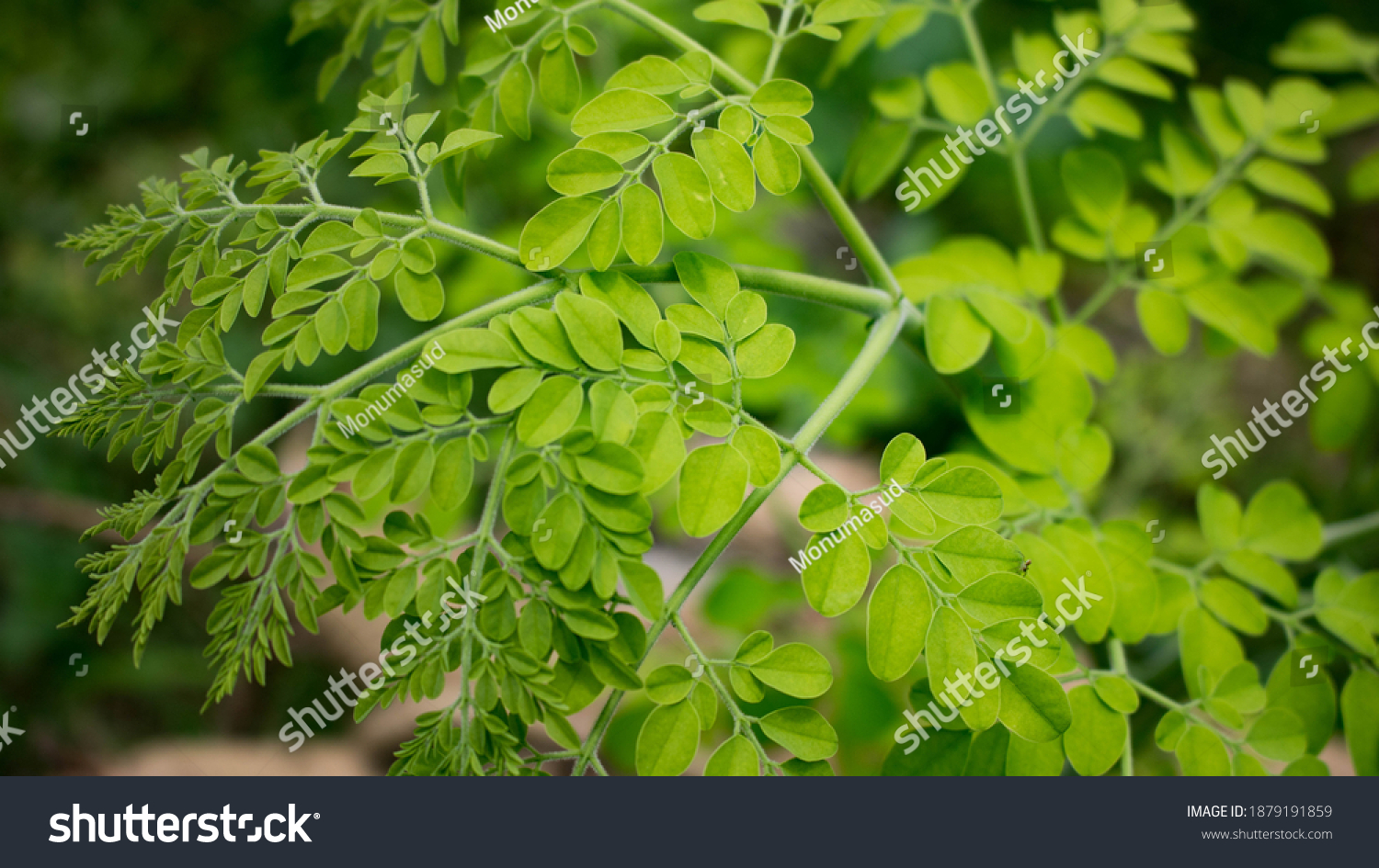 6 Shojne pata Images, Stock Photos & Vectors | Shutterstock