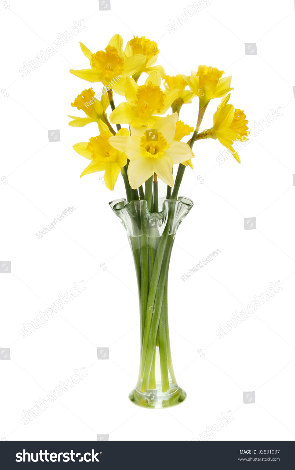 Arrangement Of Daffodil Flowers In A Fluted Glass Vase Isolated Against ...