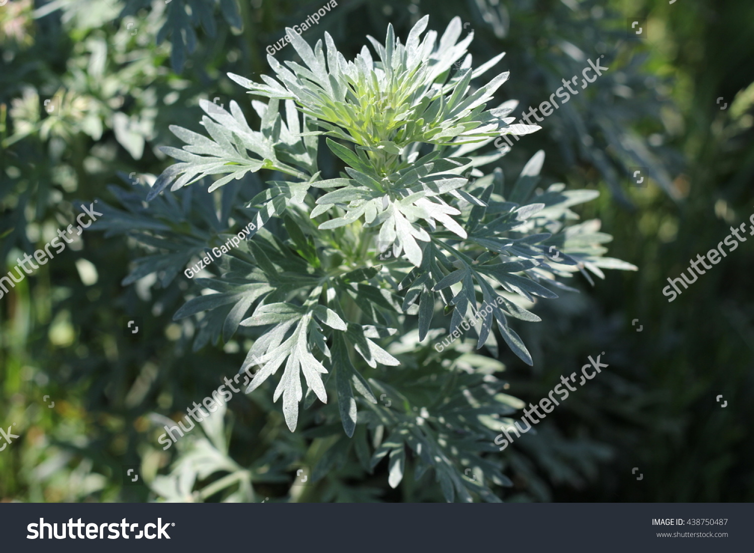 Artemisia Vulgaris Mugwort Common Wormwood Stock Photo Edit Now 438750487