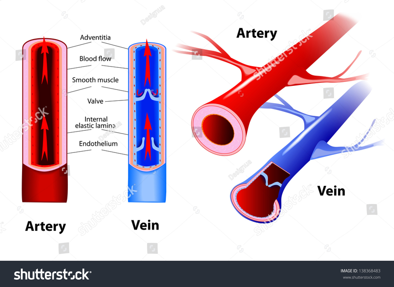 Artery Vein Circulatory System Red Indicates Stock ...