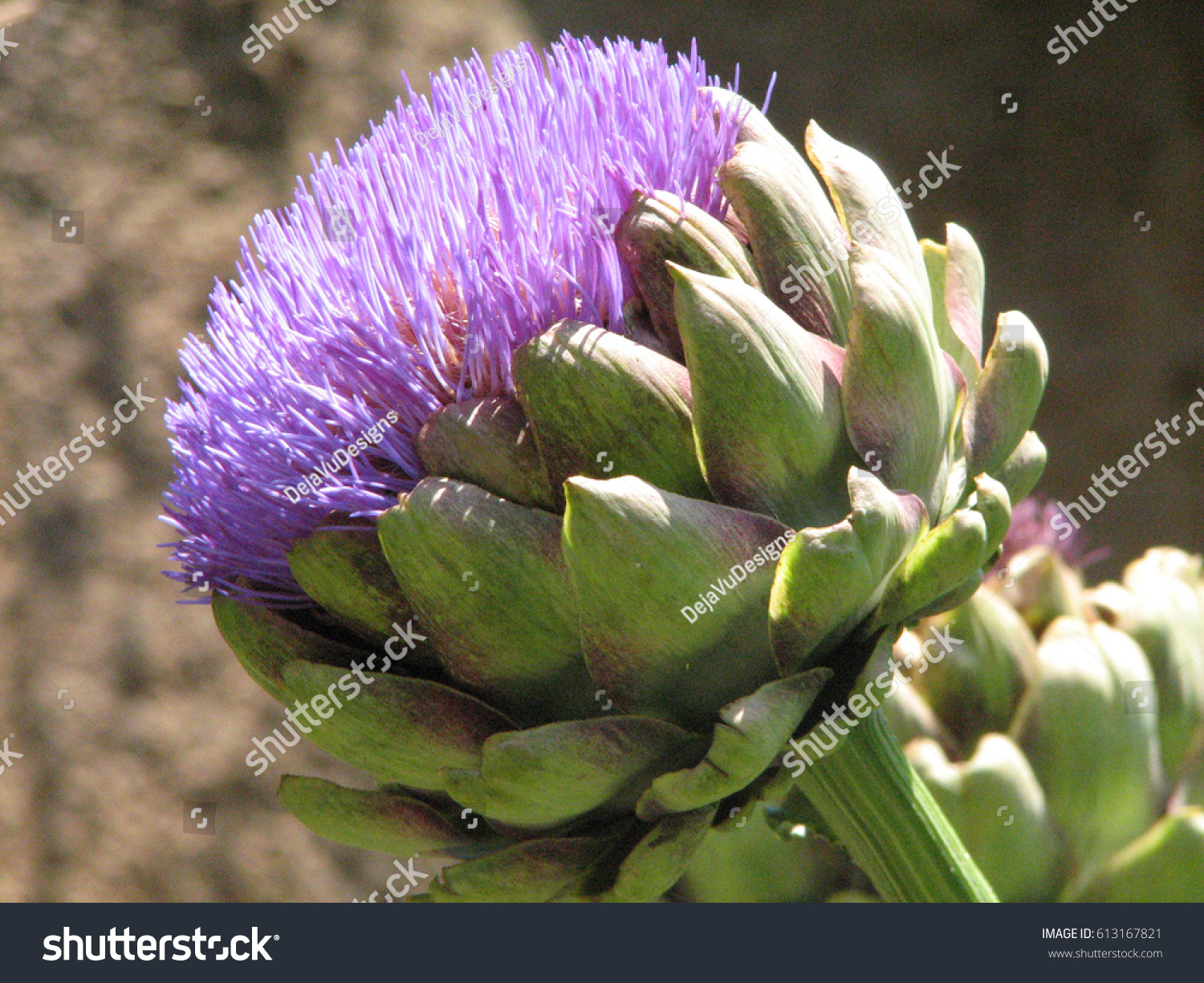 8,544 Artichokes bloom Images, Stock Photos & Vectors | Shutterstock