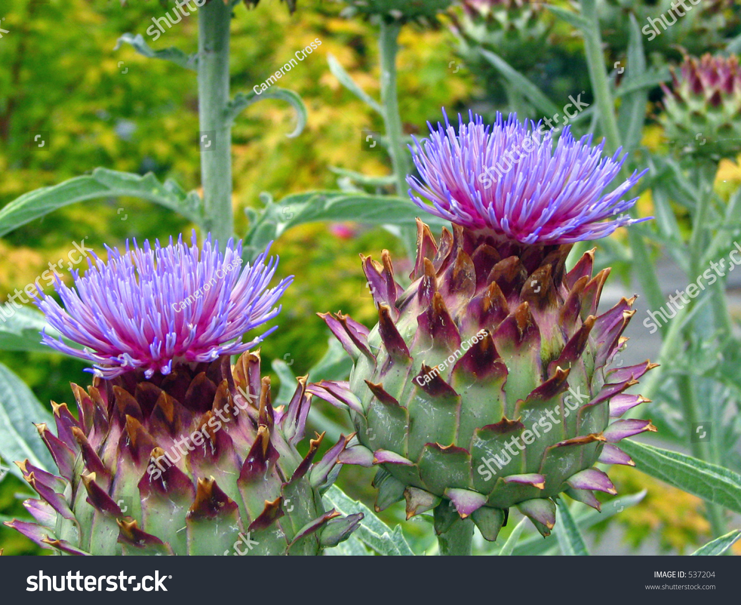 Artichoke Plant Stock Photo 537204 : Shutterstock