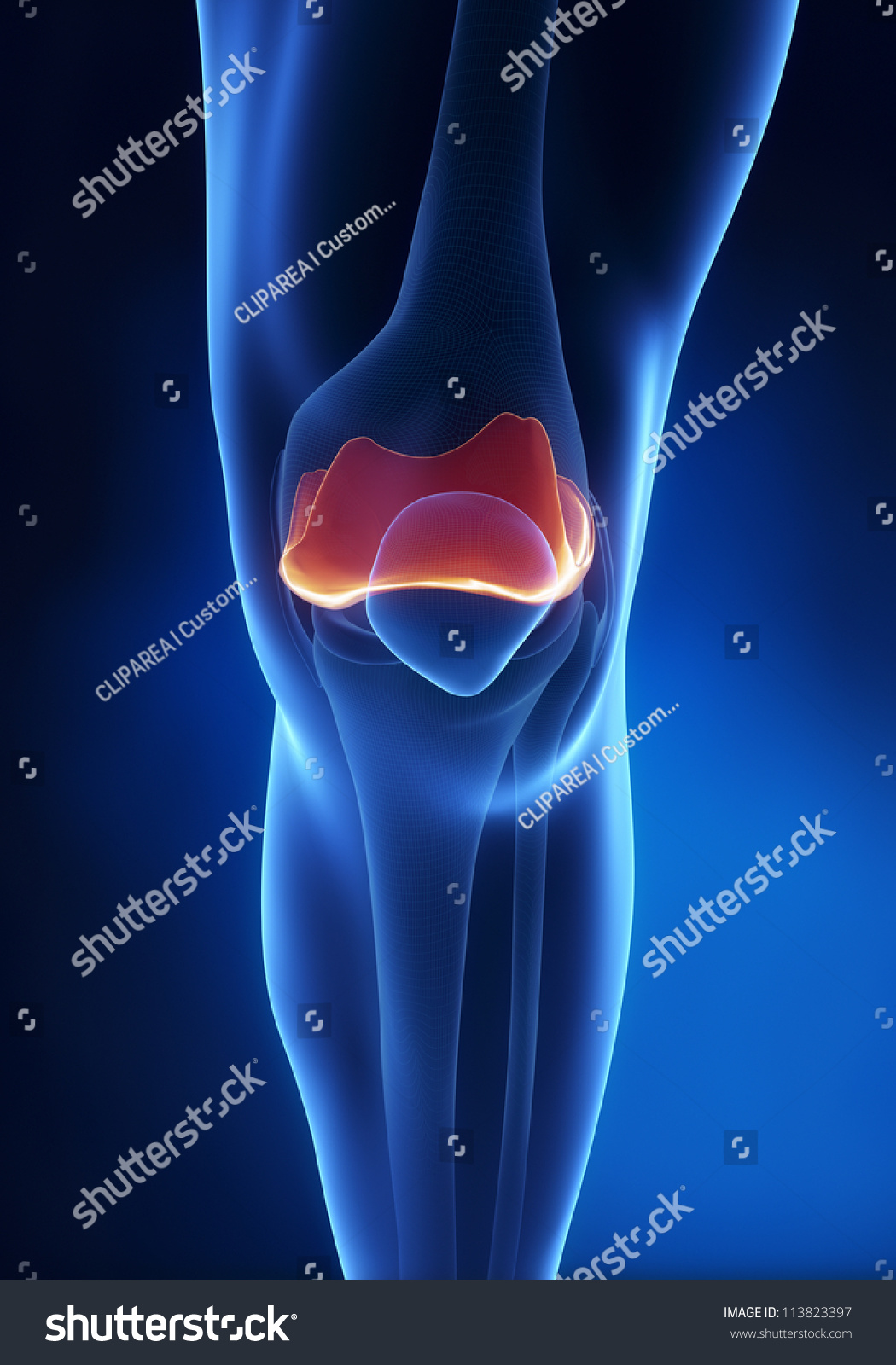 Articular Cartilage Anatomy Stock Illustration 113823397 Biology Diagrams