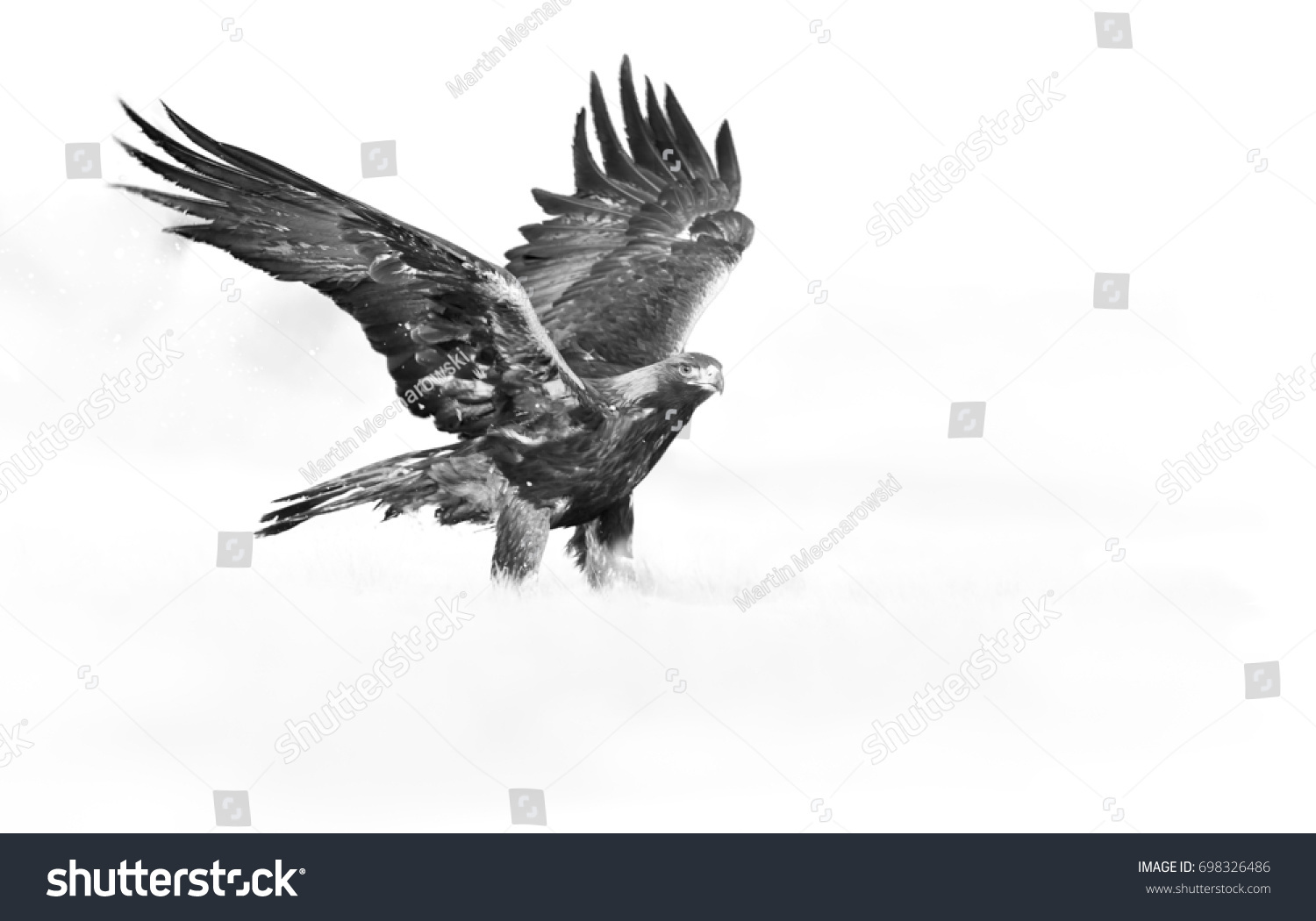 Artistic black and white photo of golden eagle aquila chrysaetos big bird of