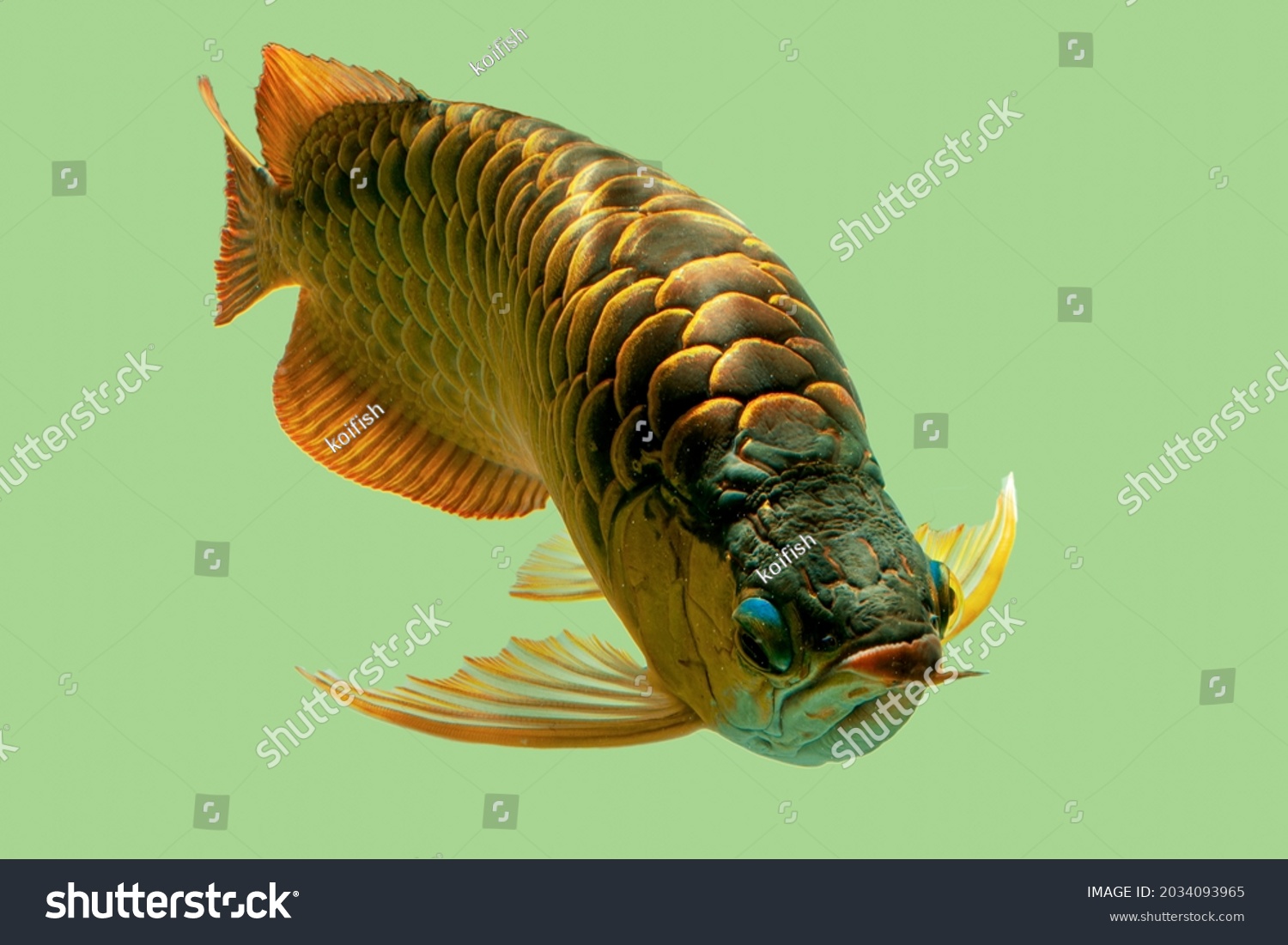 Dragon fish