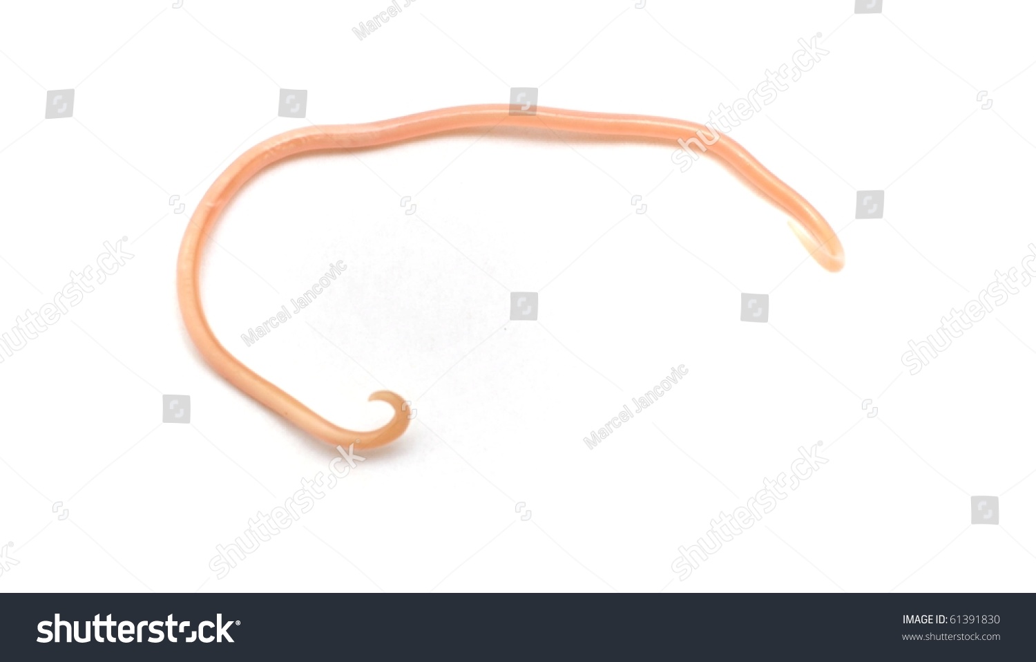 Ascaris Lumbricoides Foto De Stock Editar Ahora 61391830 5113