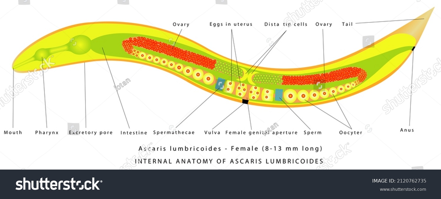 Ascaris Lumbricoides Female Internal Anatomy Ascaris Illustrazione Stock 2120762735 Shutterstock 0323