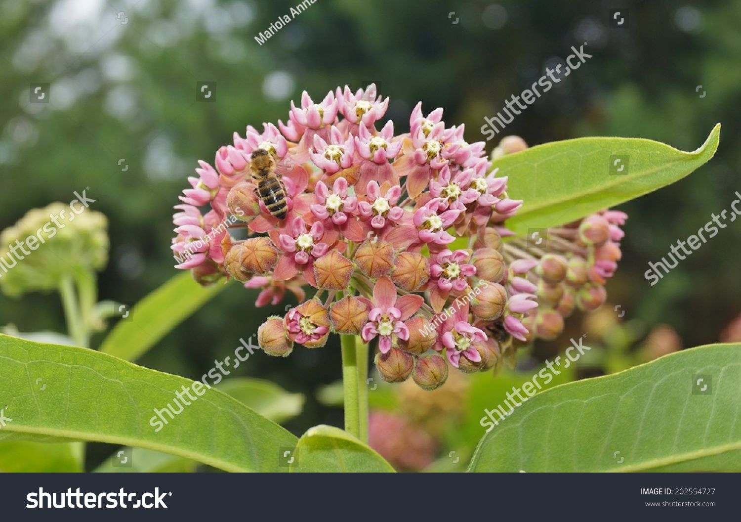 384 Common milkweed honey plant Images, Stock Photos & Vectors ...