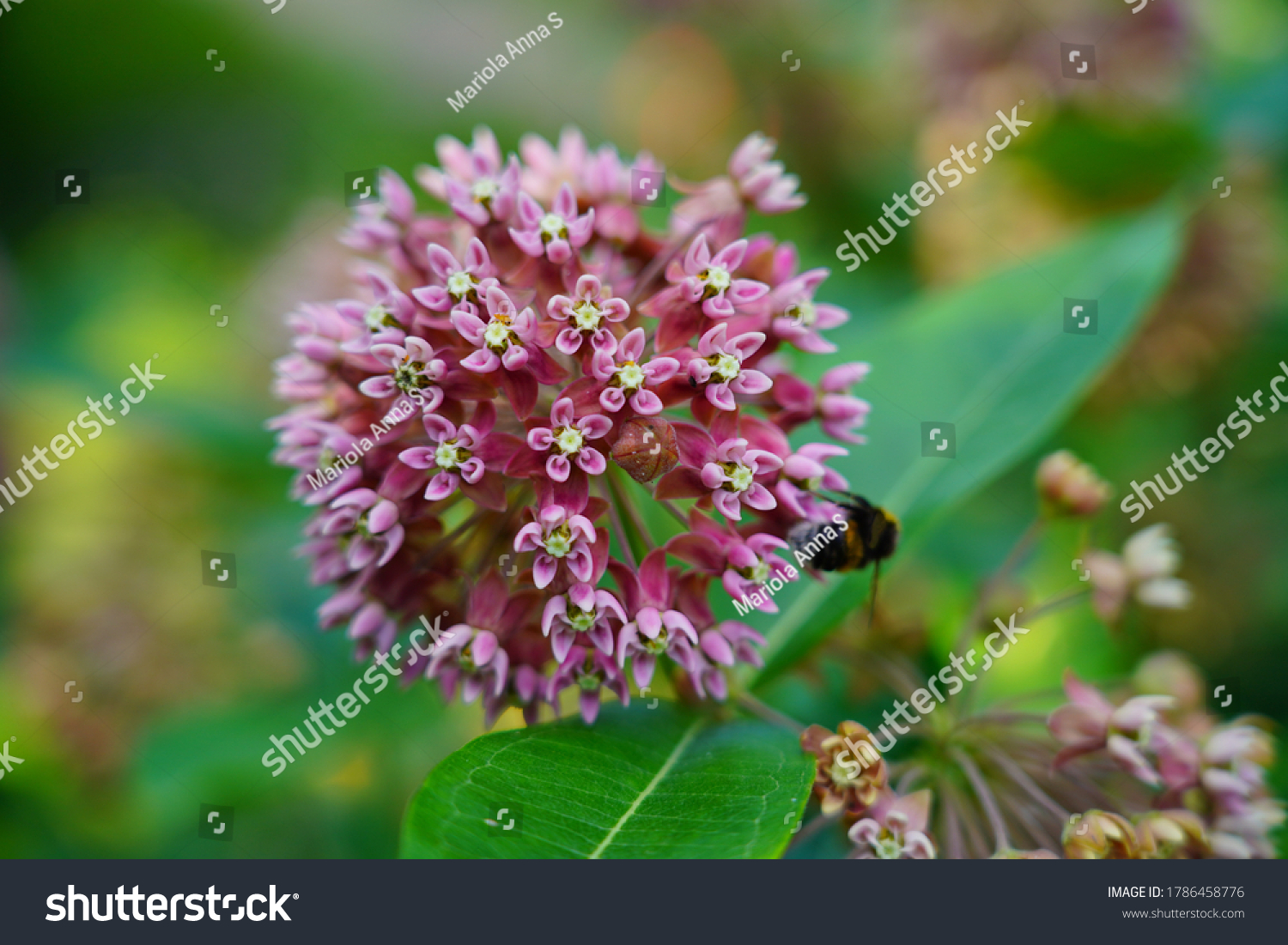 4,834 Purple milkweed Images, Stock Photos & Vectors | Shutterstock