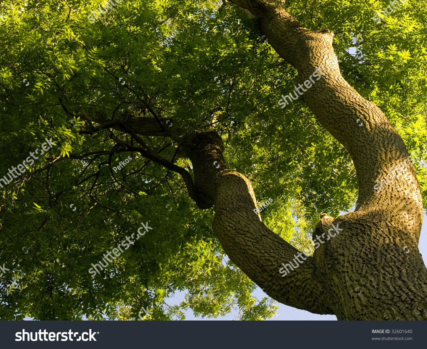 Ash Tree Stock Photo (Edit Now) 32601640
